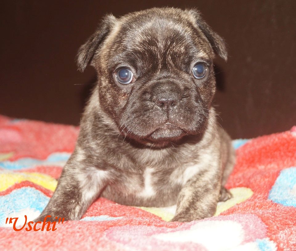 Französische Bulldoggen Hündin Uschi mit Ahnentafel - Hunde - 60311 Frankfurt am Main - Innenstadt (Hessen)