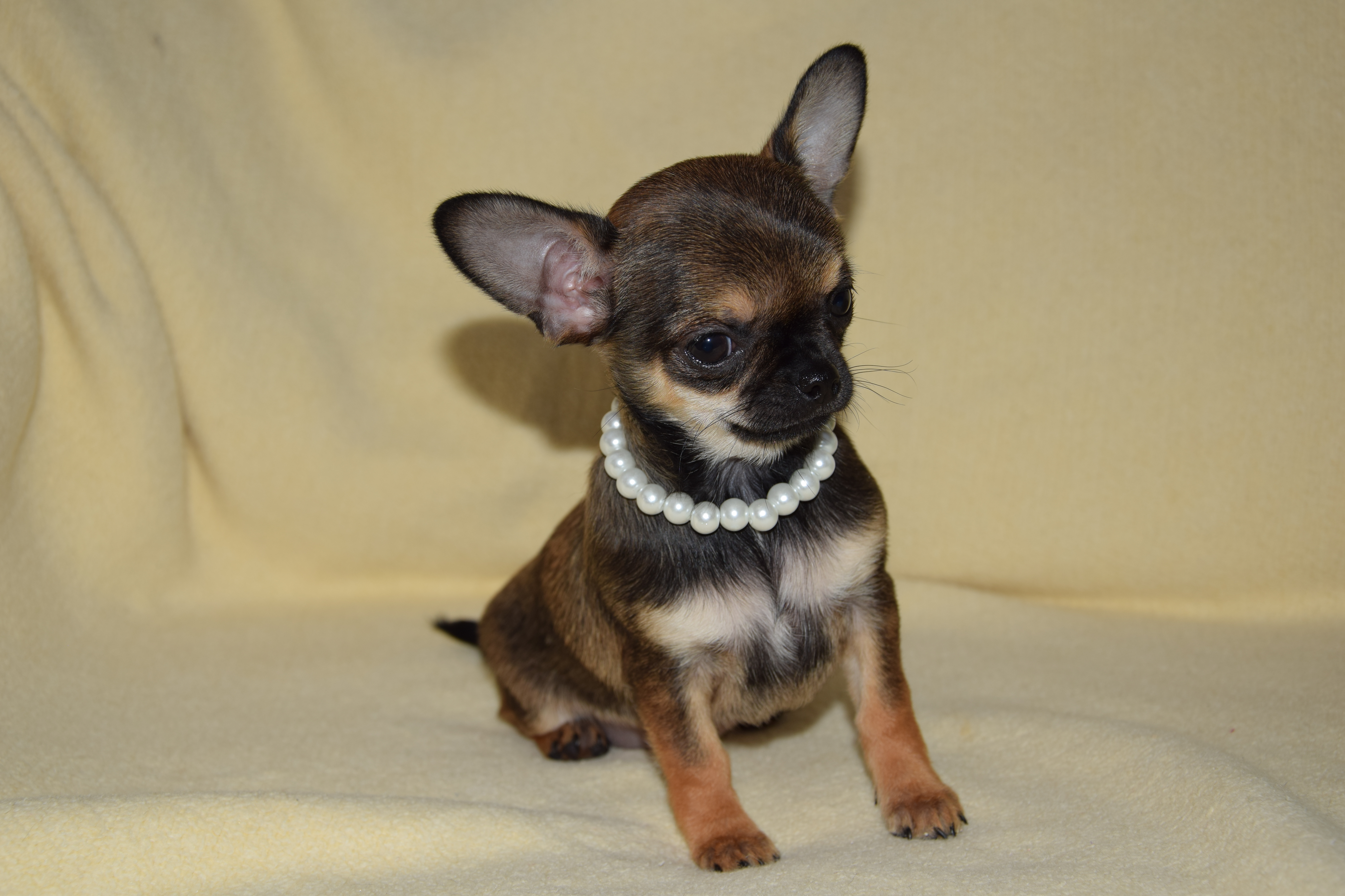 Chihuahua Welpen - Hunde - Lübbecke