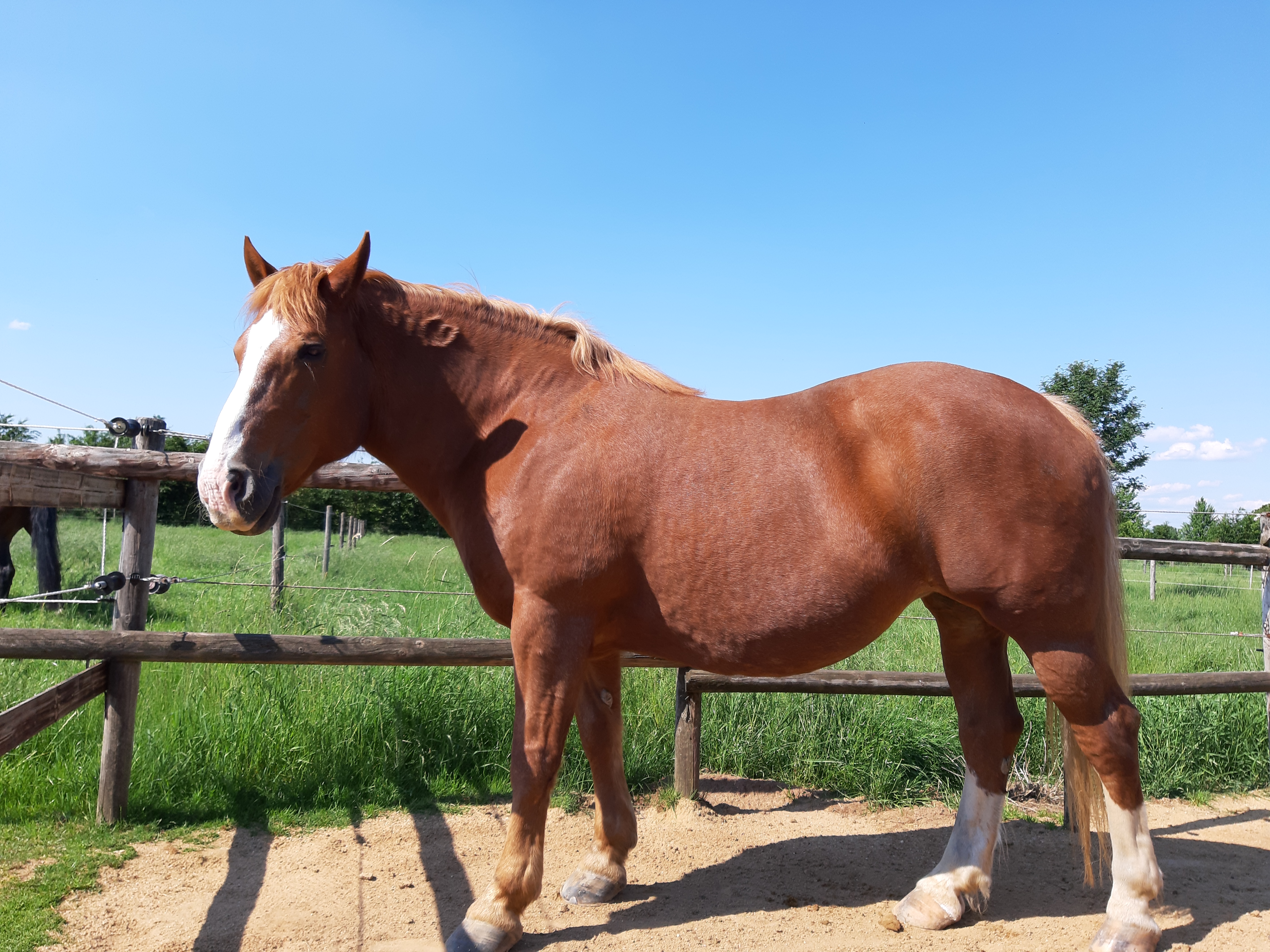 Kaltbluthaflinger-Mixstute sucht Reitbeteiligung - Pferde - Erftstadt