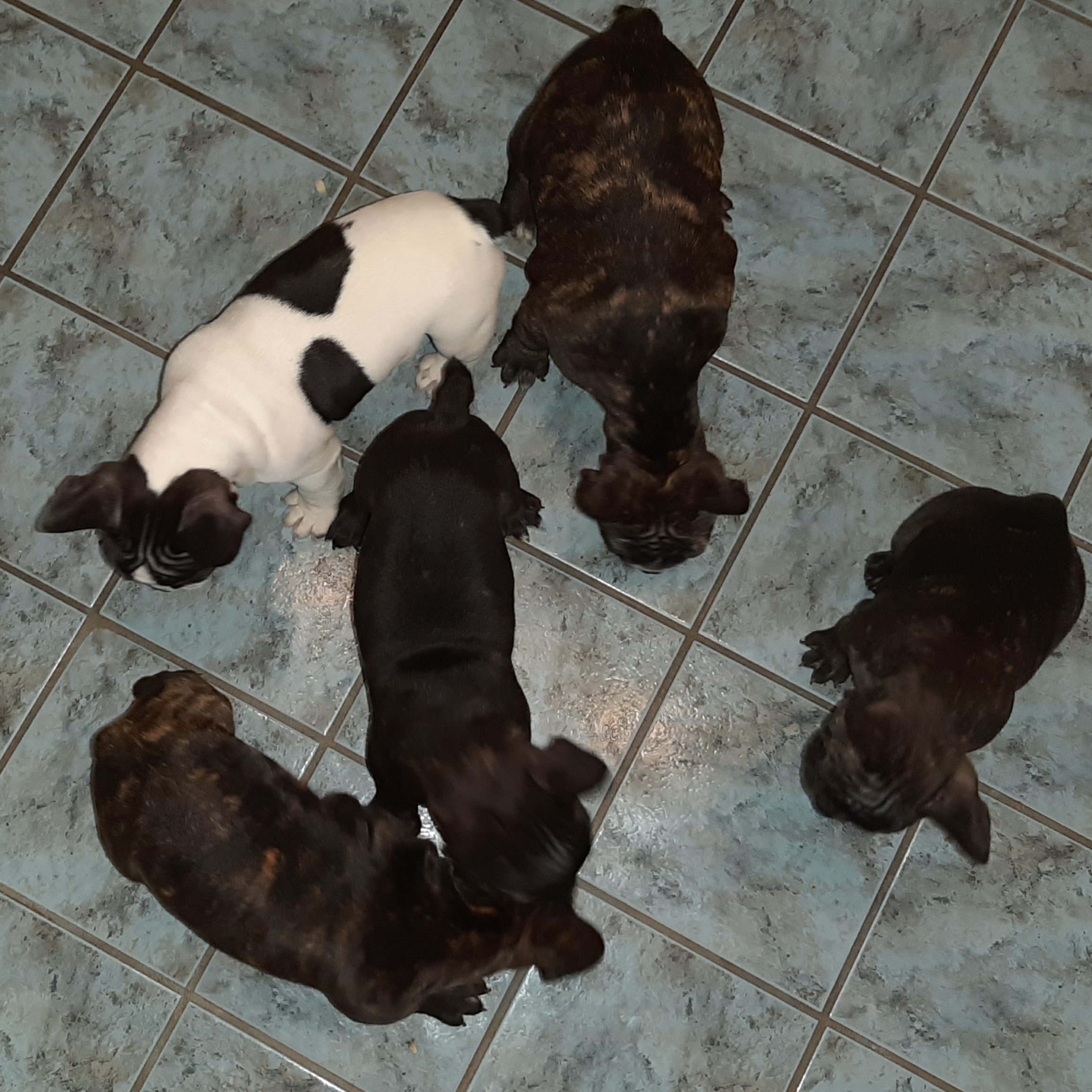 FRANZÖSISCHE BULLDOGGEN WELPEN - Hunde - Neukirchen bei Heiligen Blut