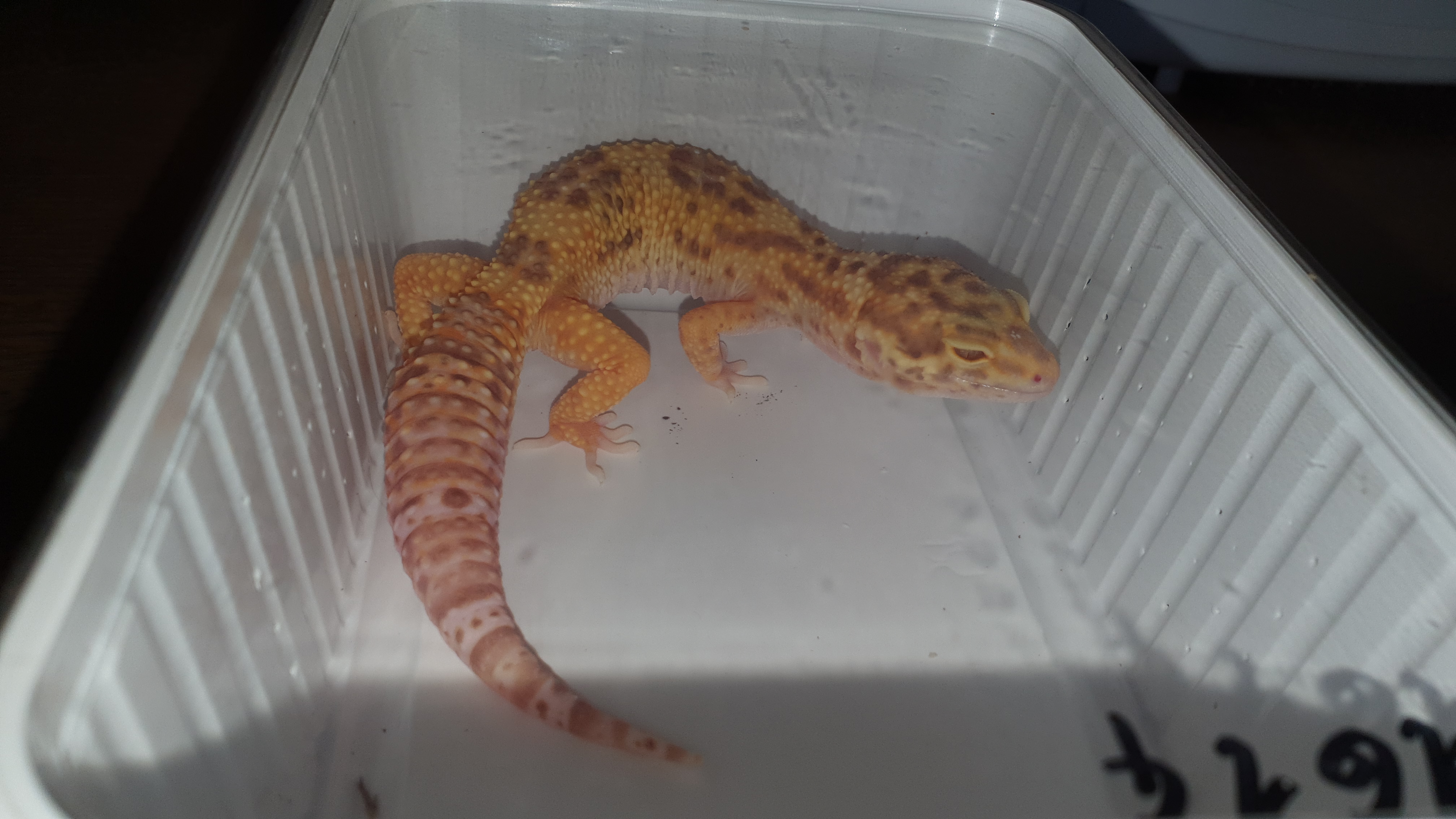 Leopardgecko Nr.1 W.  Tangerine Bell Albino - Reptilien - Ibbenbüren