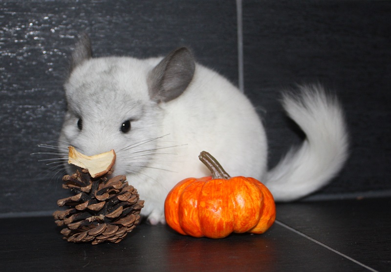 Chinchillas - große Auswahl an Jungtieren - Nagetiere - Eugendorf bei Salzburg