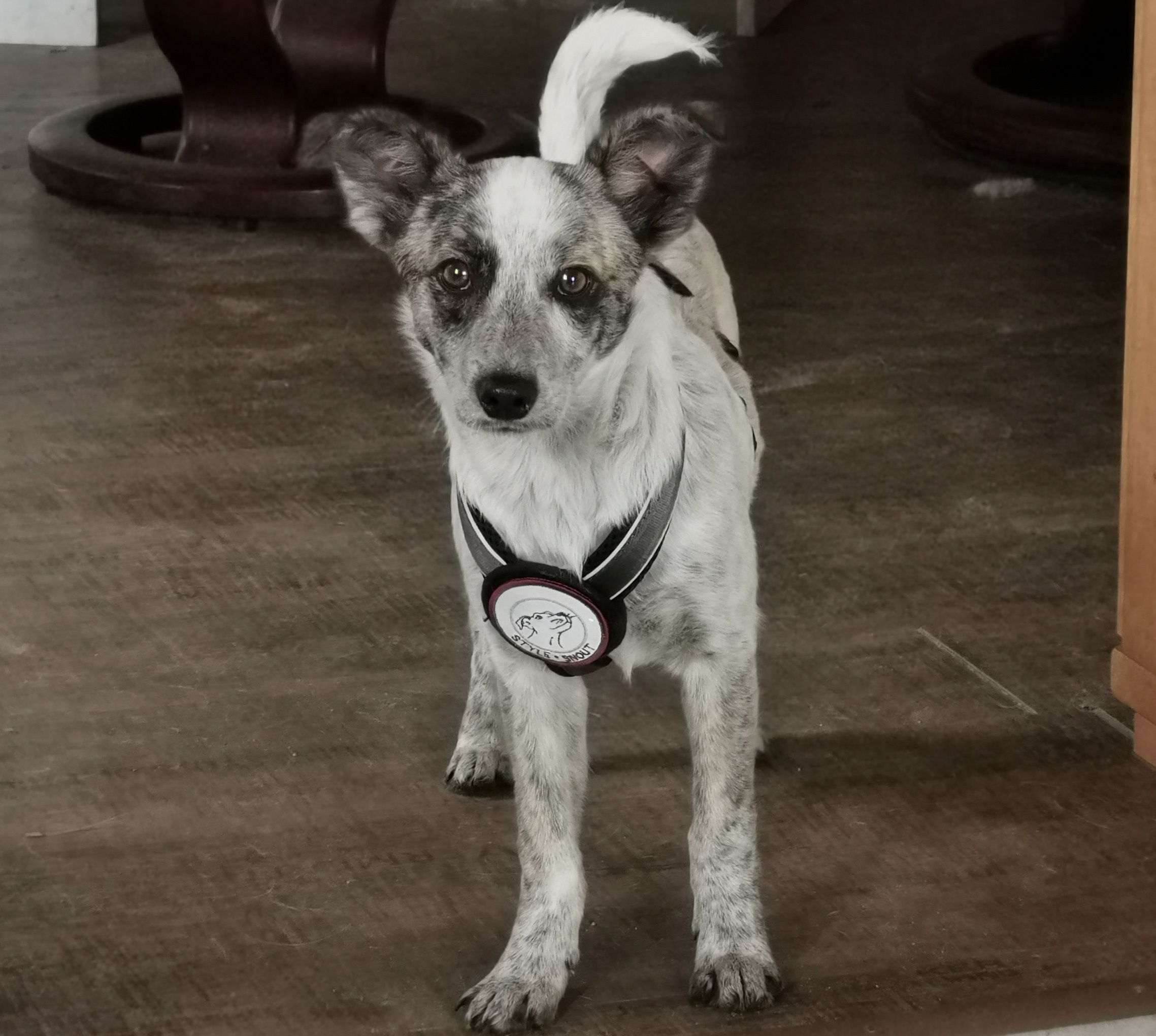 Kleine Elfe Pippa, 4 Monate, sucht Zuhause - Hunde - Wallstawe