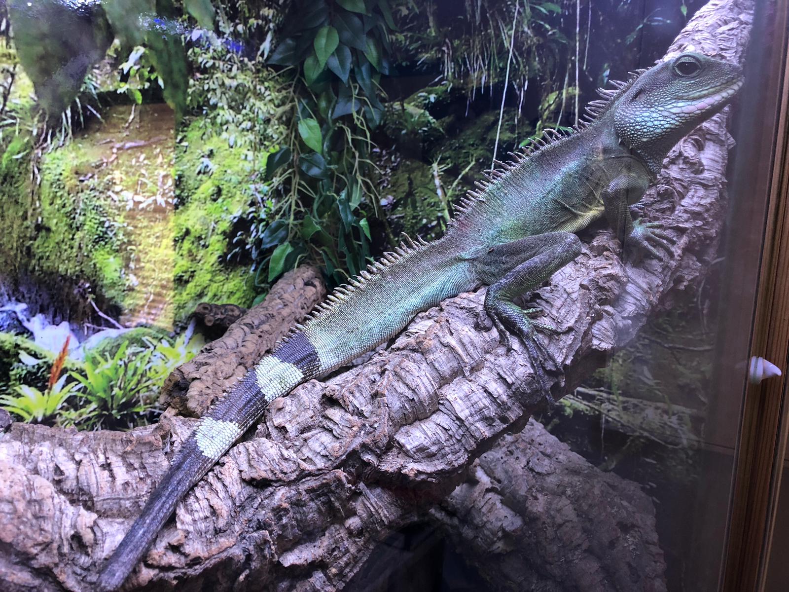 Biete Wasseragamen Männchen 5-6 Jahre alt mit Zubehör - Reptilien - Rostock