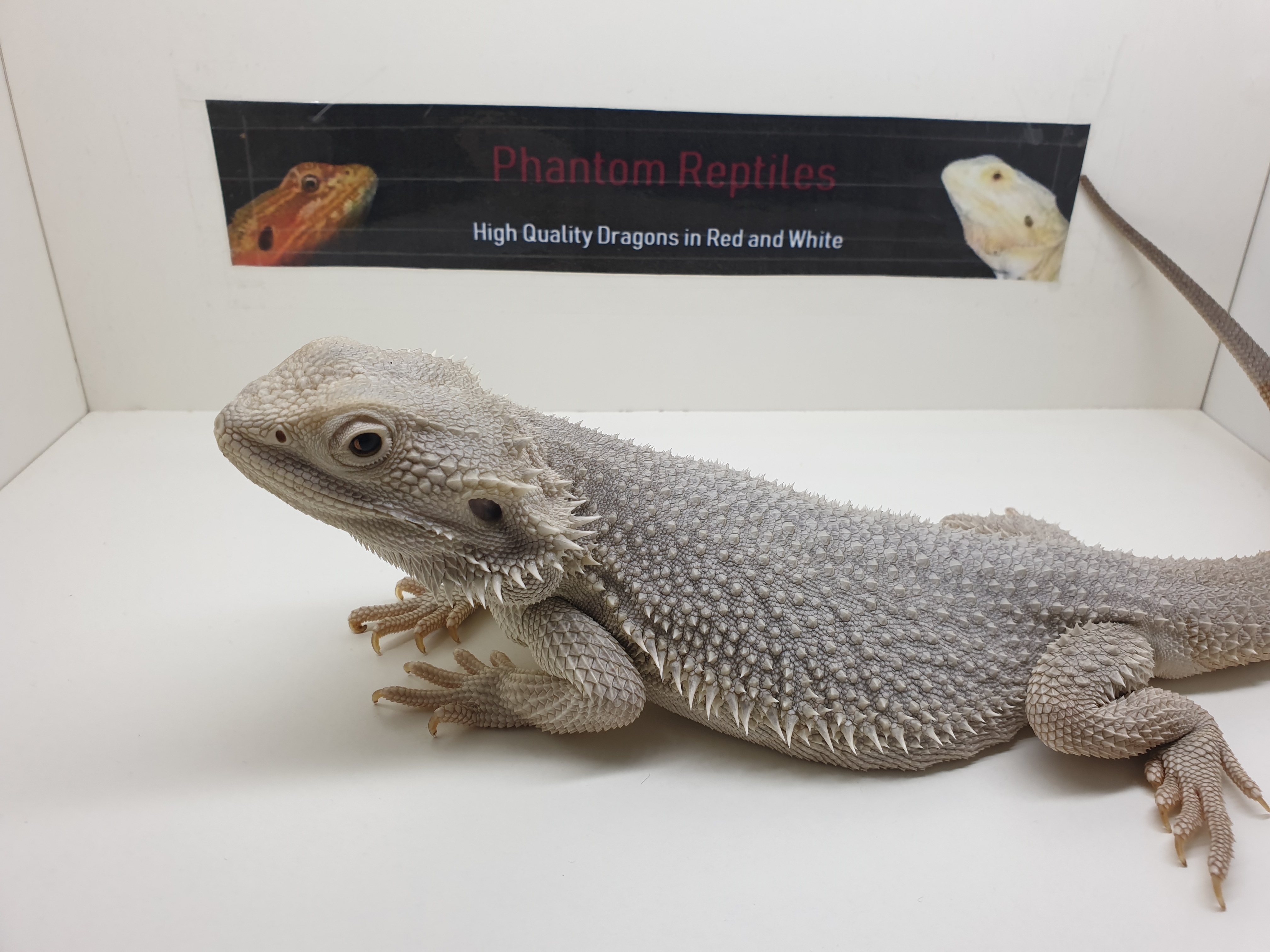 Tolle Rote und Weiße Bartagamen Hypo Translucent Zero Pogona Vitticeps Verkauf A - Reptilien - Seligenstadt