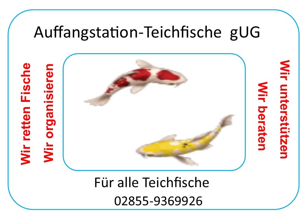 Teichauflösung - Fische - Nordrhein-Westfalen - Voerde (Niederrhein