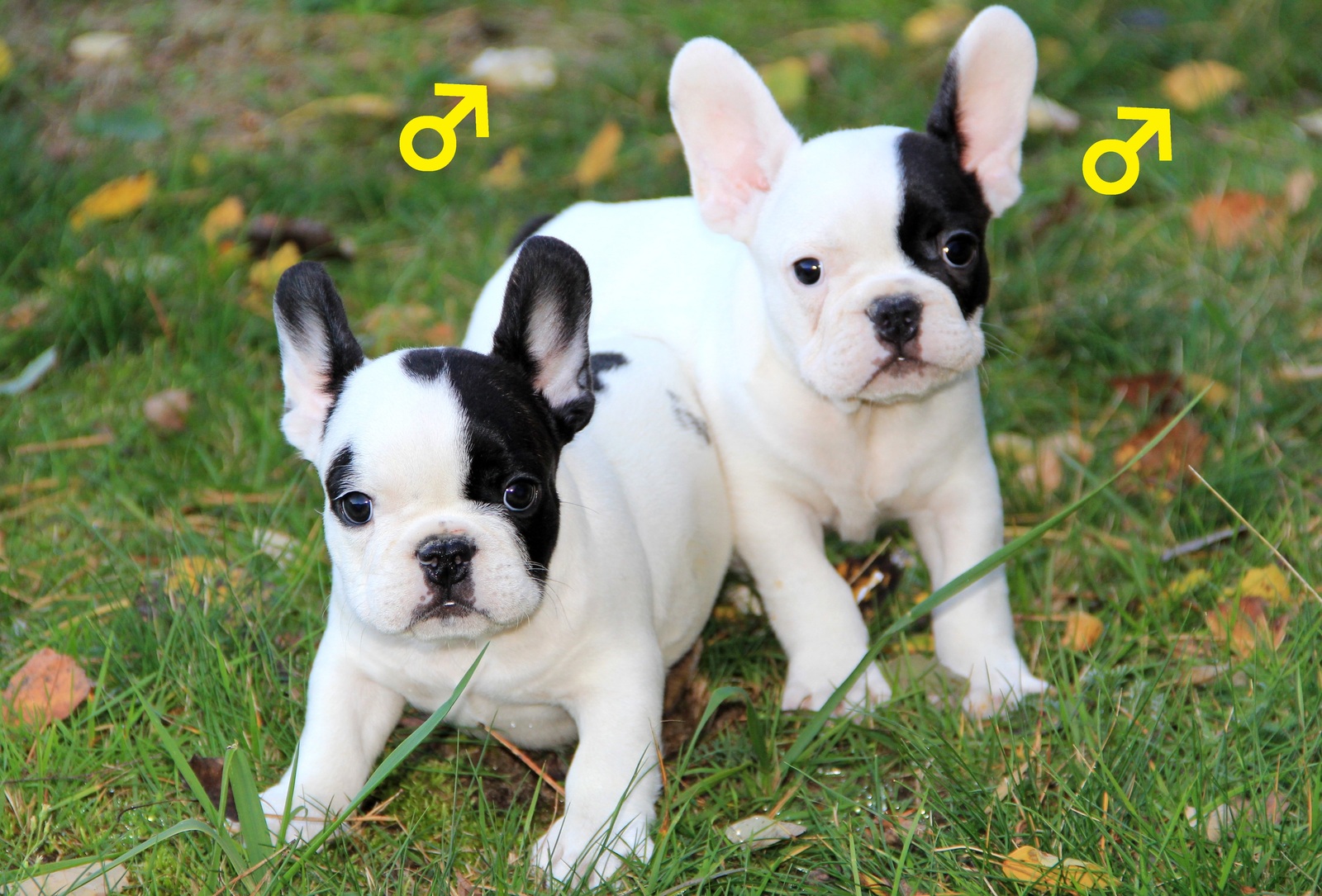 Französische Bulldoggen Welpen - Hunde - Essen