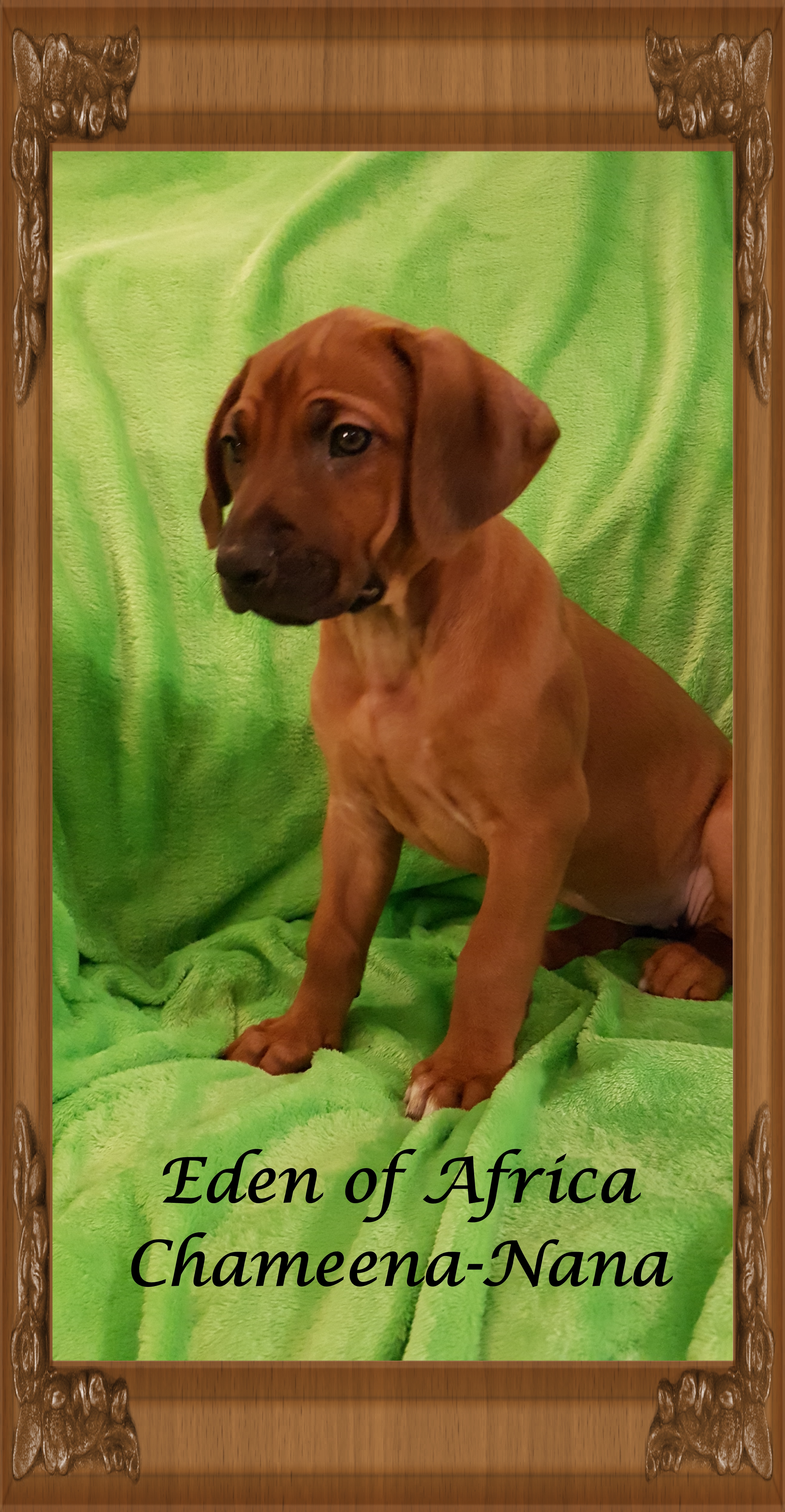 Rhodesian Ridgeback Welpen mit Papiere (Auslesewurf) - Hunde - Emmerthal