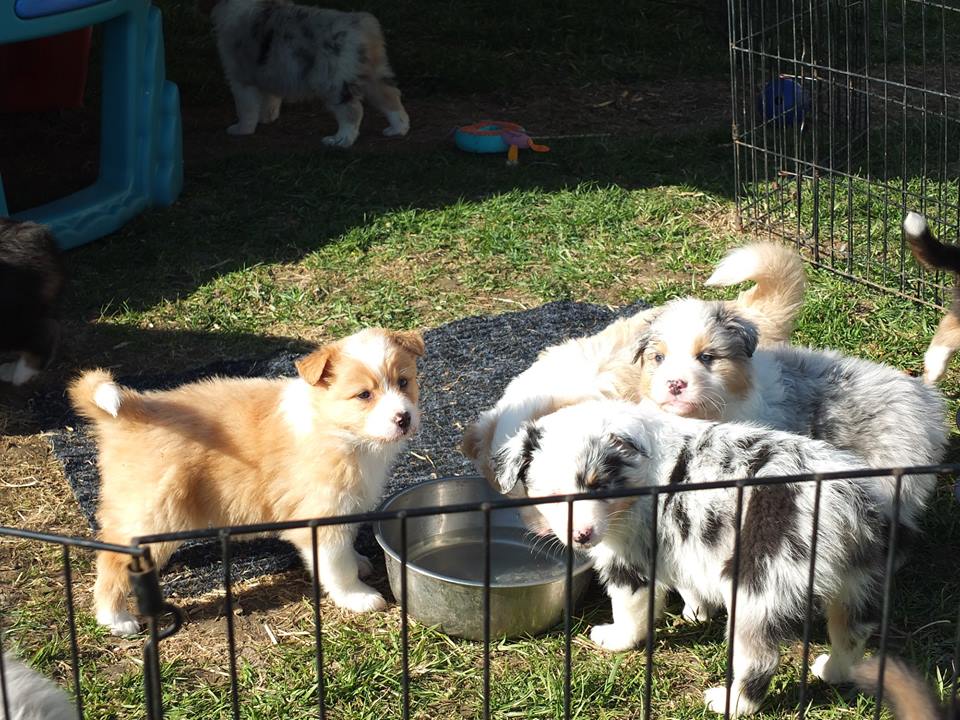 Bezaubernde Australian Shepherd Welpen suchen langsam ein passendes Zuhause - Hunde - Panketal