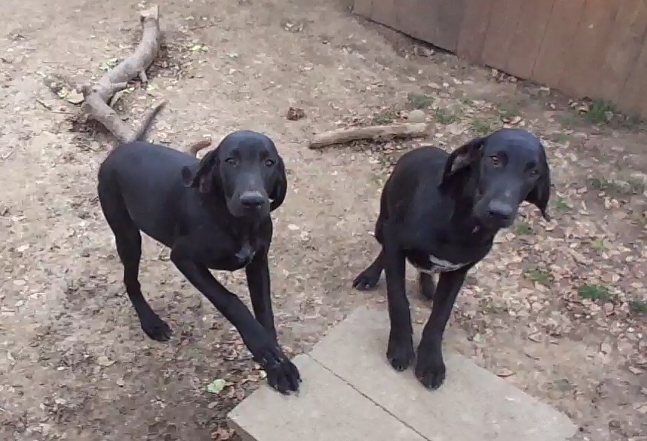 Vizsla-Labrador wartet auf neue Hundeeltern - Hunde - Schattendorf