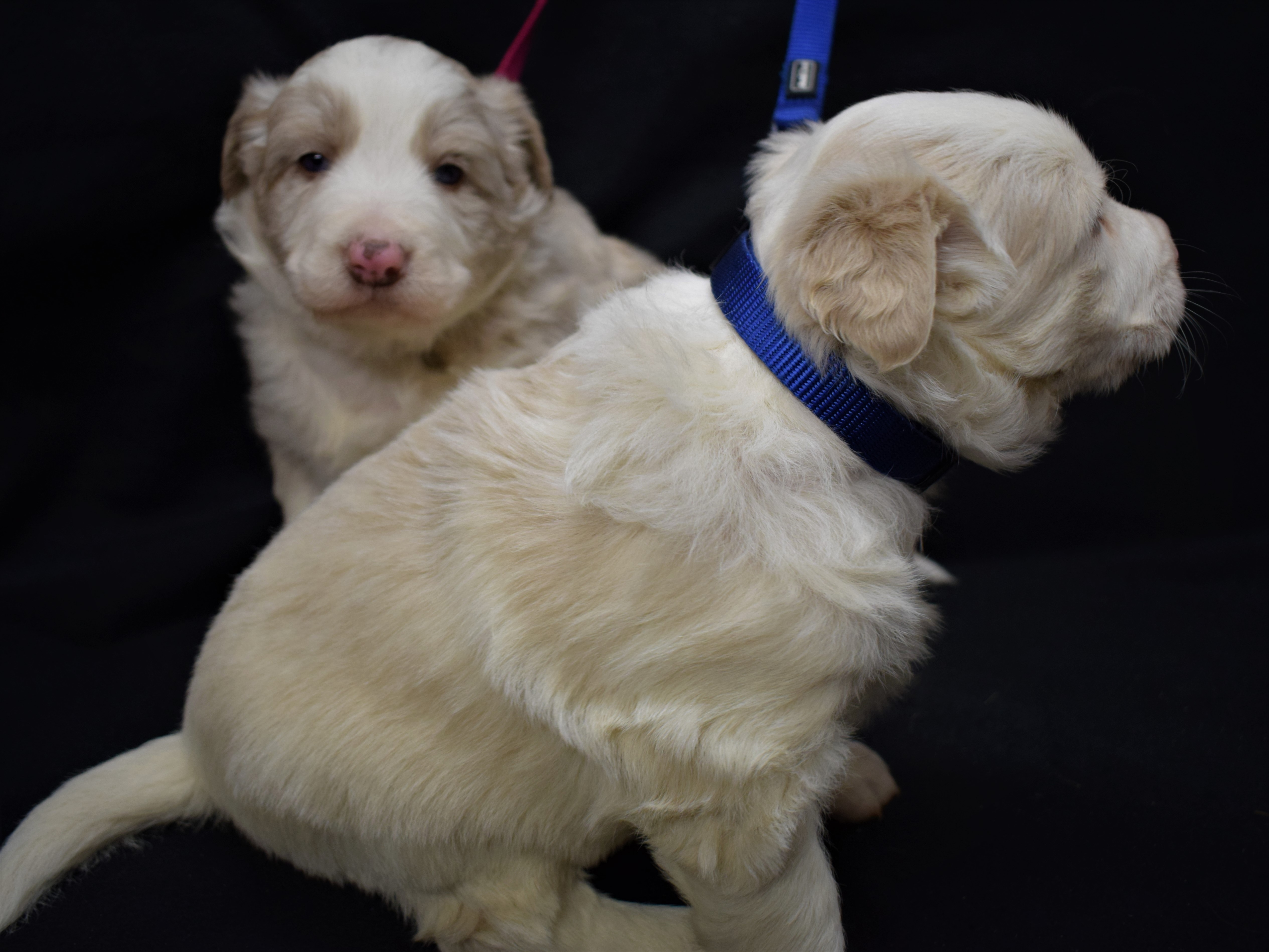 Border Collie Rüde (Familientauglich) - Hunde - Künzing