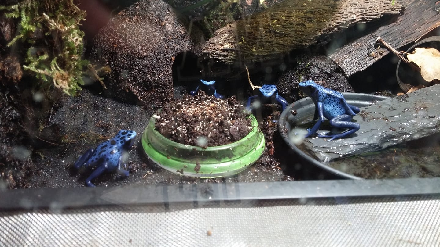 Dendrobates Azureus - Amphibien - Castrop Rauxel
