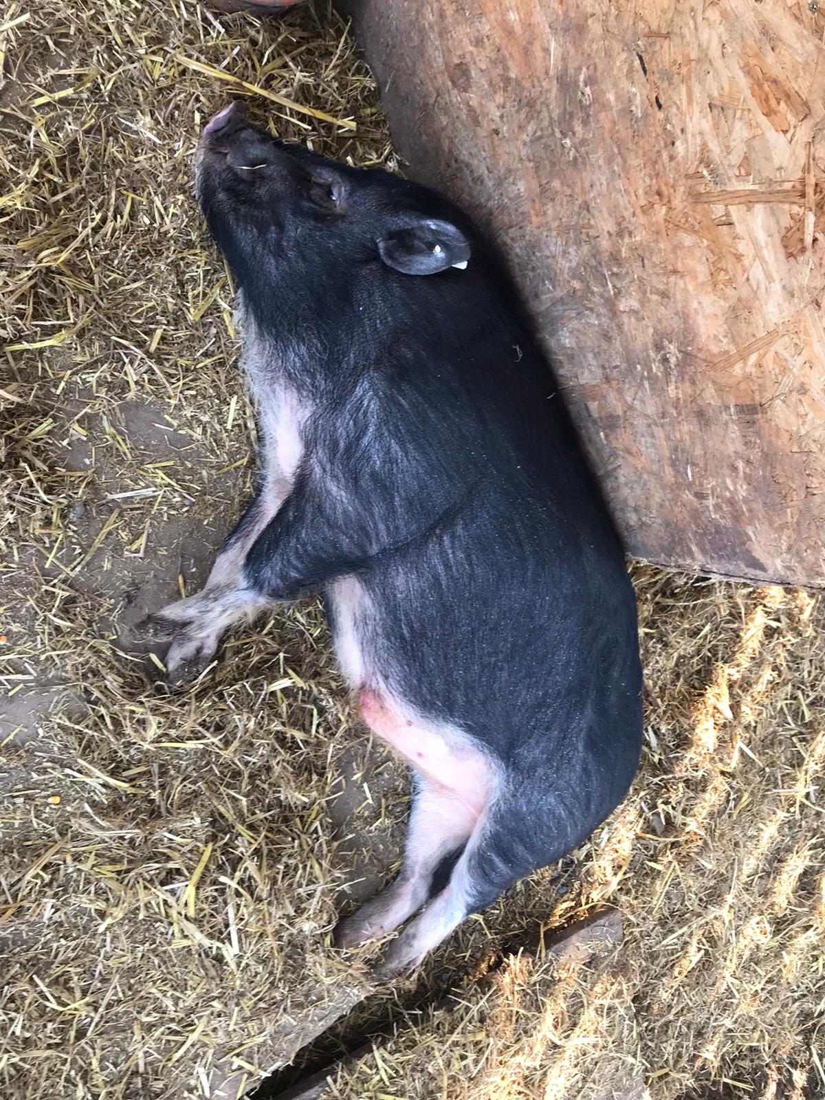 Minischweineber zu verschenken - Nutztiere - Nordheim