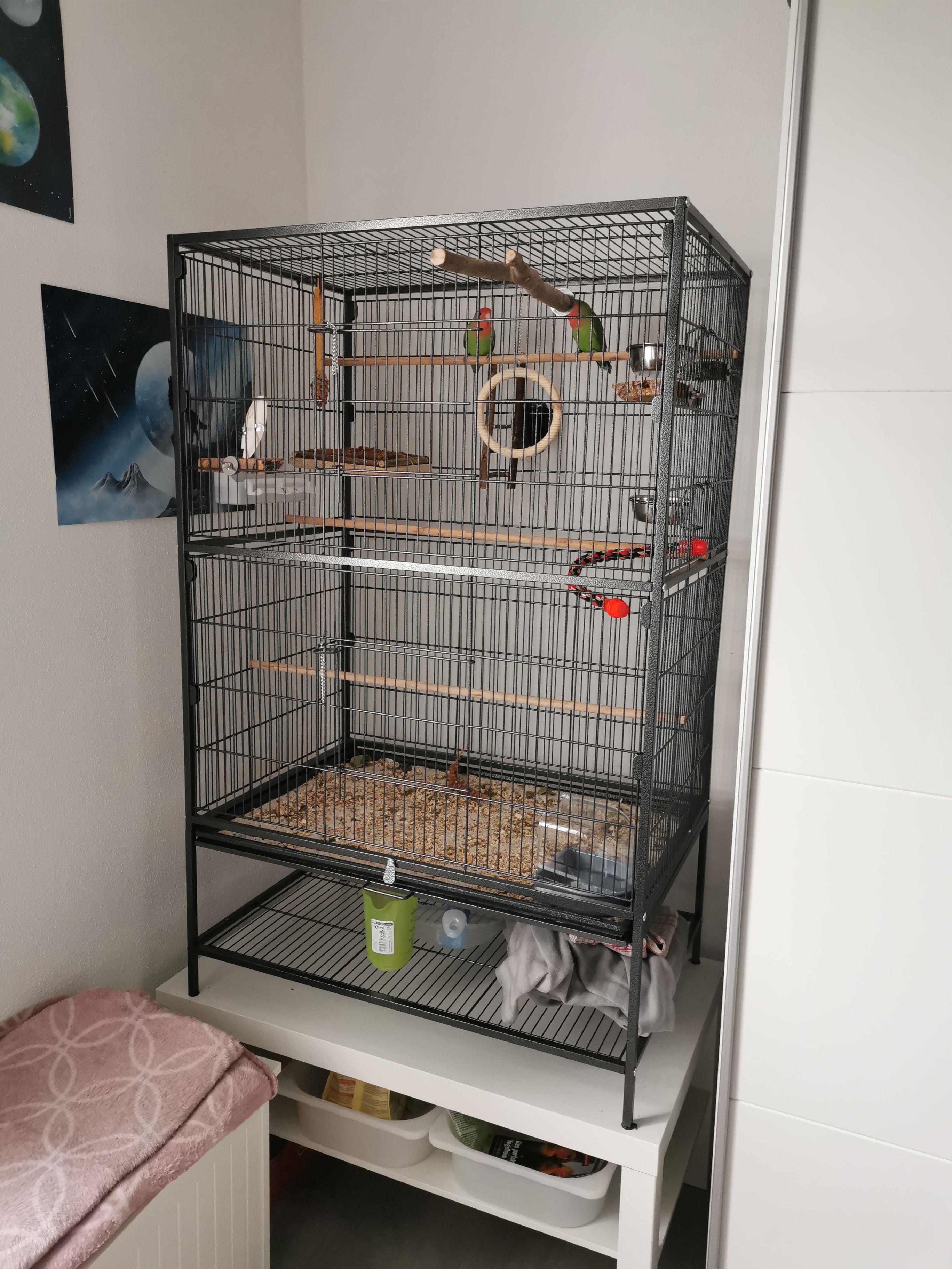 2 Rosenköpfchen/ Agaporniden mit Voliere - Voegel - Dresden