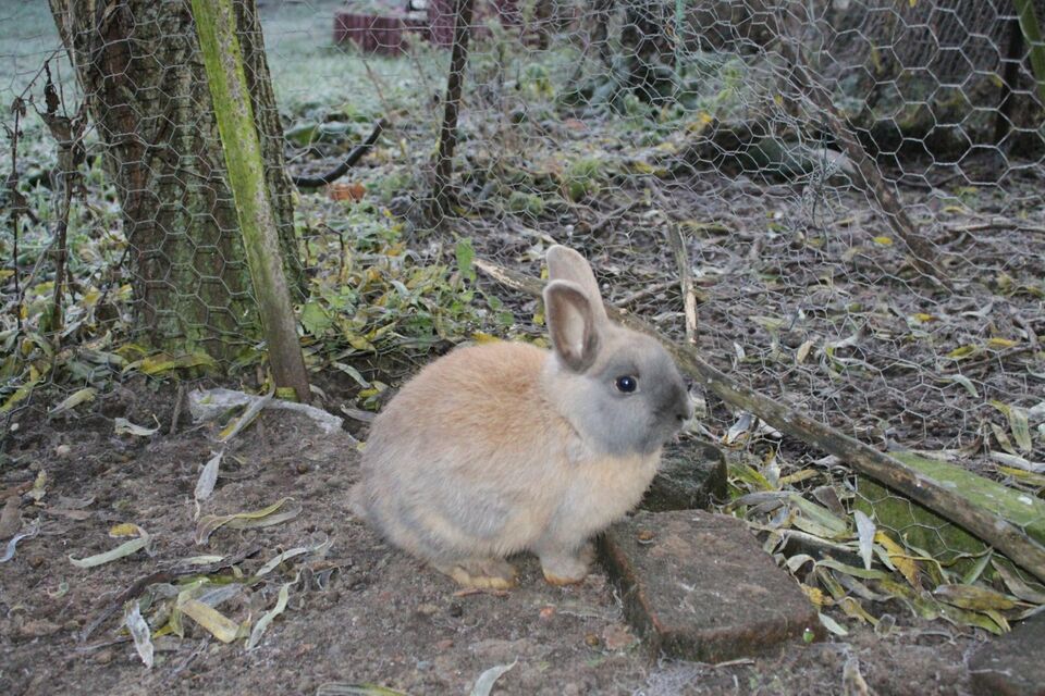Zwergkaninchen zu verkaufen - Nagetiere - Nutha