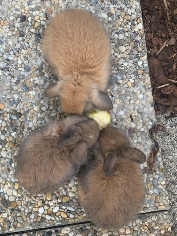 Zwergkaninchen Rex Thüringer - Nagetiere - Schönabrunn