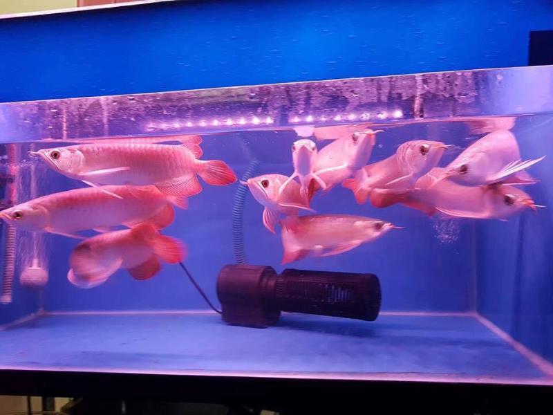 Arowana Fische zu verkaufen - Fische - Frankfurt am Main