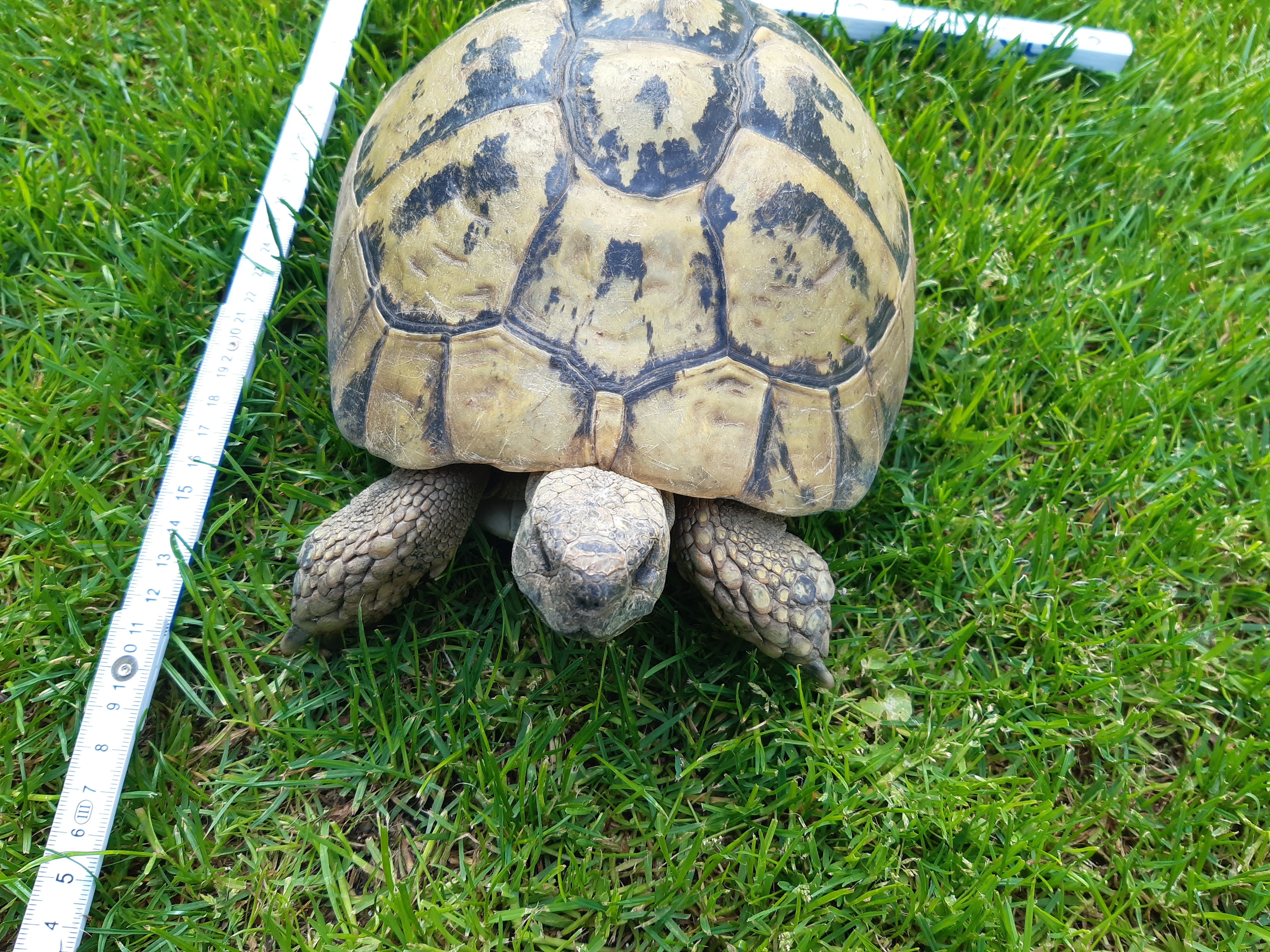 Griechische Landschildkröten, Testudo hermanni - Reptilien - Marzling
