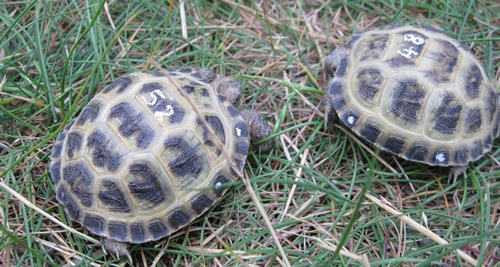 Vierzehenschildkröten / Steppenschildkröten NZ 2021 - Reptilien - Fürstenwalde Spree