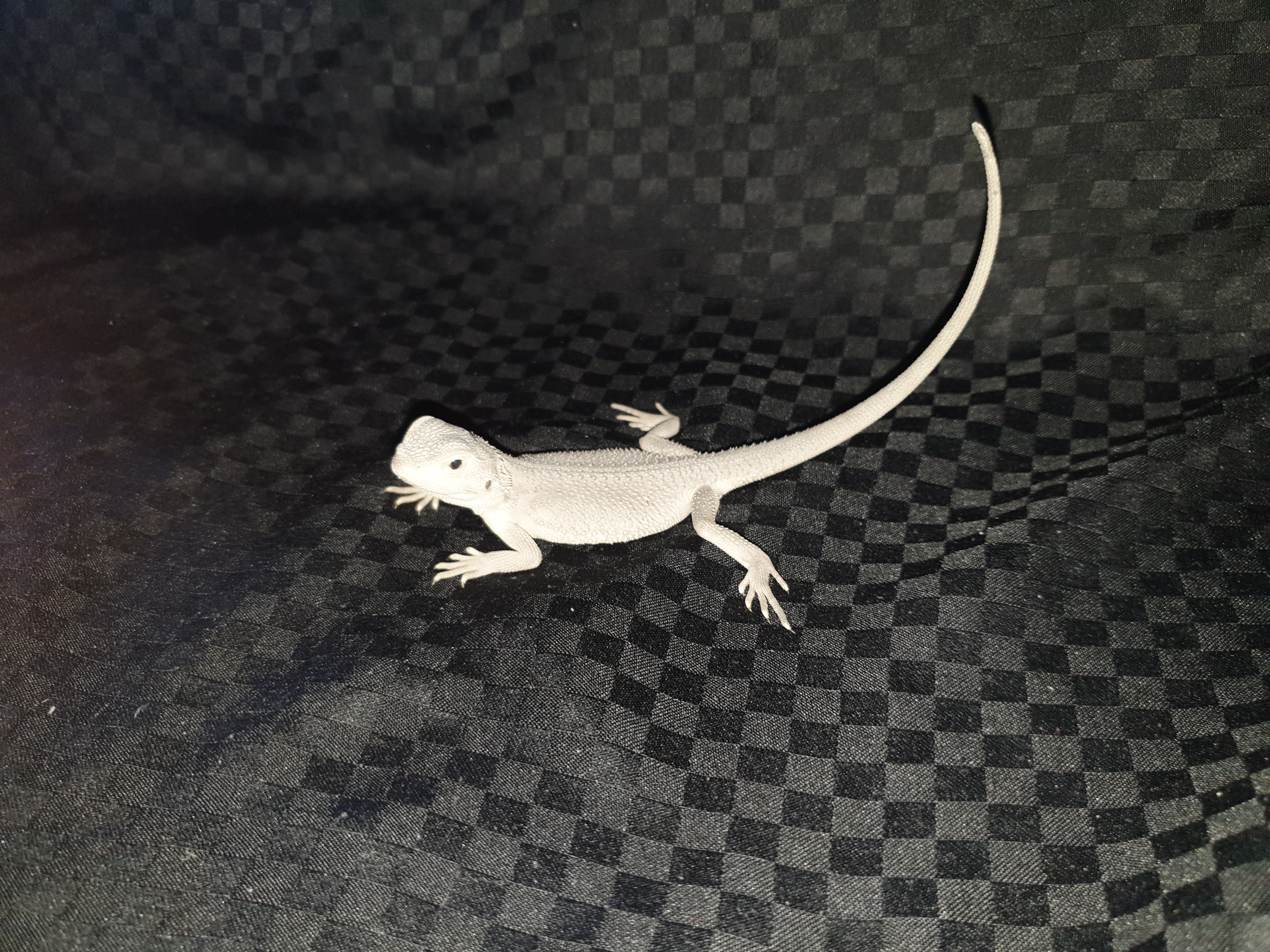 Seltene weiße Zero und Rote Bartagamen Pogona Vitticeps Abzugeben - Reptilien - Seligenstadt