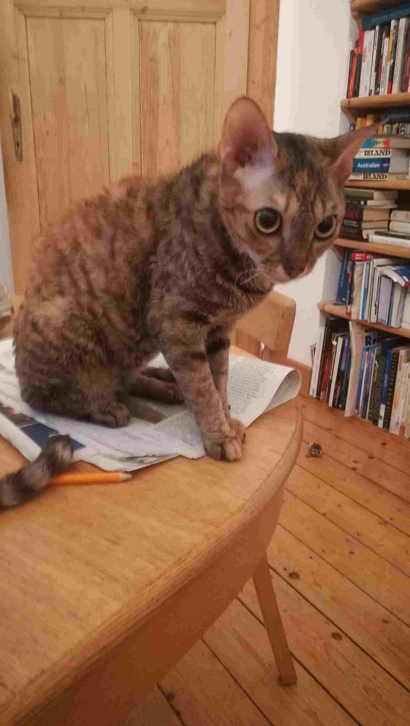 German Rex Katze Mienchen, 12 Monate, sucht ein neues Zuhause - Katzen - Braunschweig