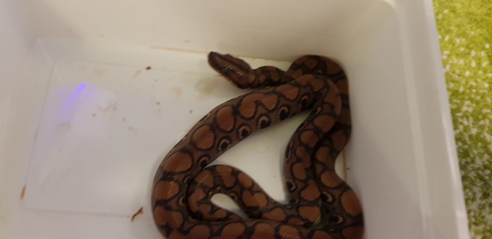 2 Webliche Regenbogenboas  epicrates cenchria cenchria ,10 Monate alt - Reptilien - Dortmund