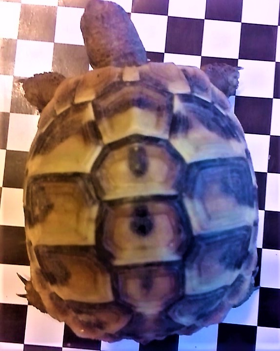 Landschildkröten thb 2021 - Reptilien - Beilstein