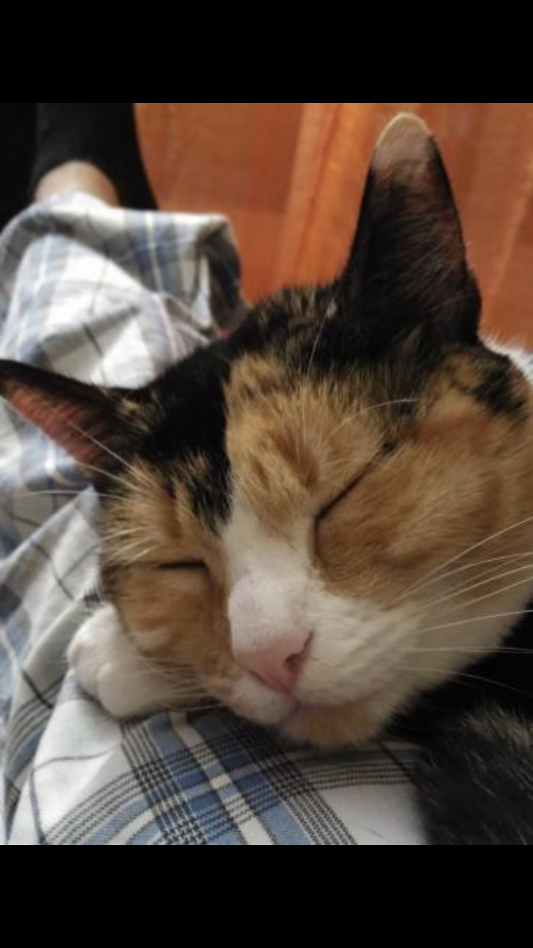 Flugpate von Jerez Spanien nach Deutschland gesucht - Flugpaten - Frankfurt am Main