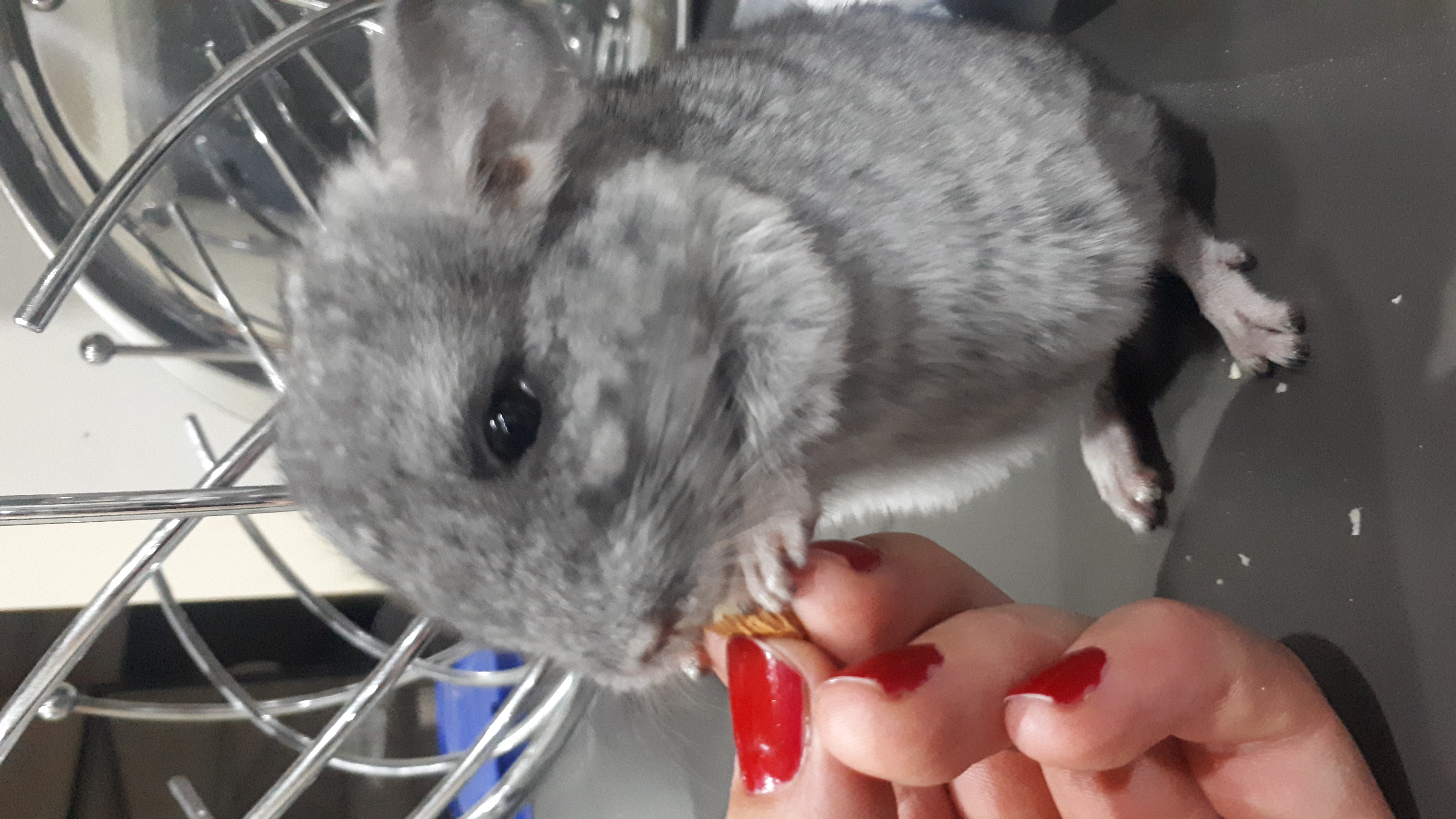 Chinchillas suchen ein neues zu Hause - Nagetiere - Ennepetal
