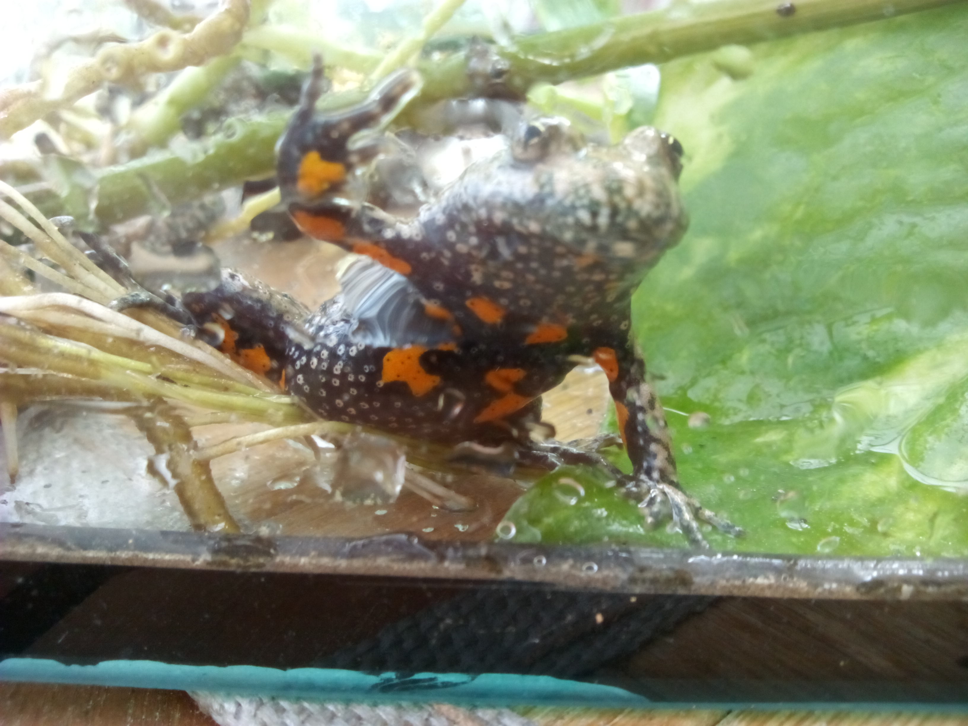Europ. Rotbauchunke , Bombina bombina - Amphibien - Wilkau Haßlau
