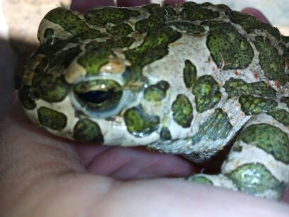 Wechselkröte, Bufo viridis - Amphibien - Wilkau Haßlau