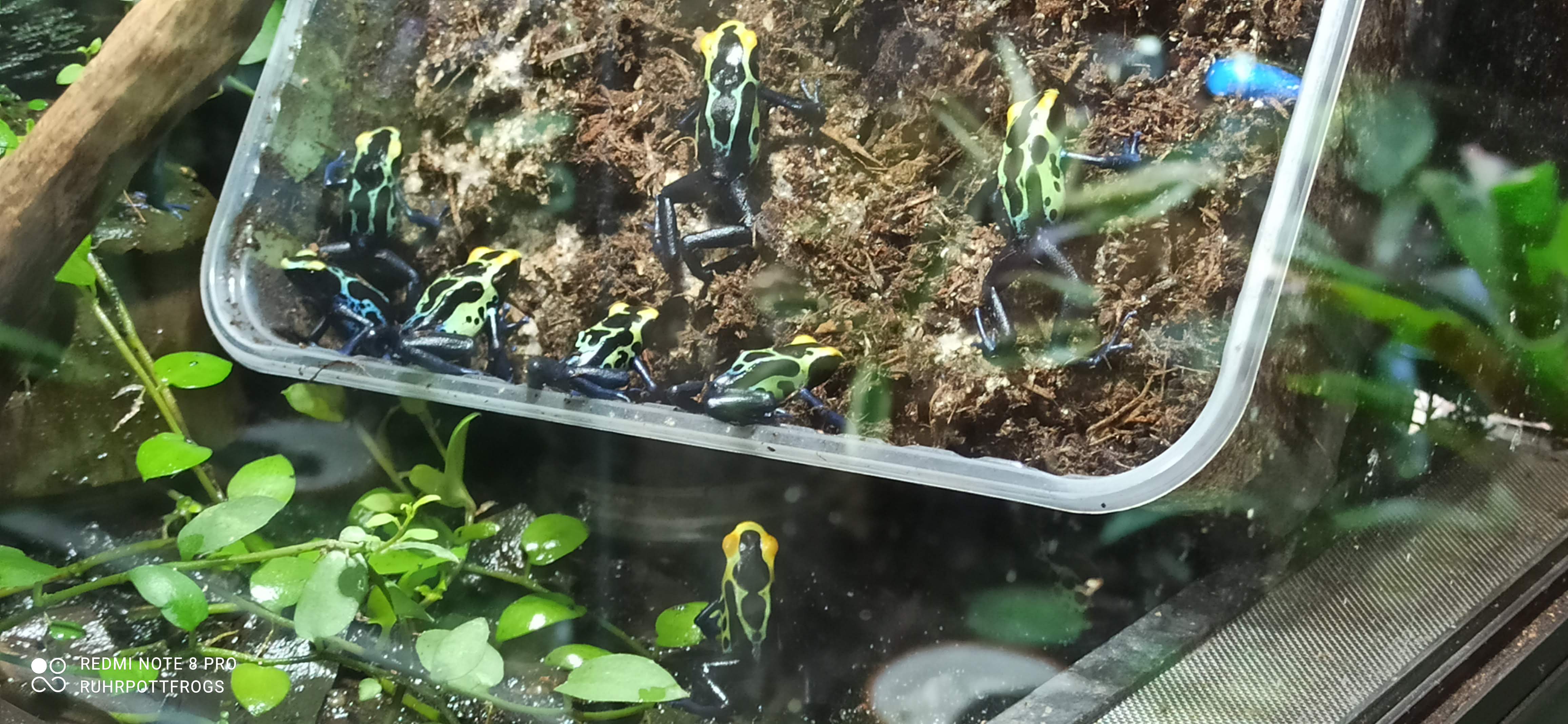 Dendrobates  tinctorius Robertus - Amphibien - Castrop Rauxel
