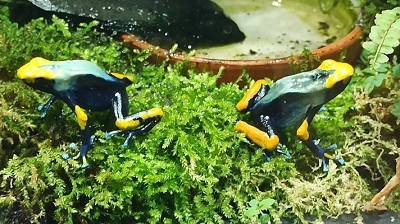 Dendrobates tinctorius Tumuqumaque 1.1 - Amphibien - Castrop Rauxel