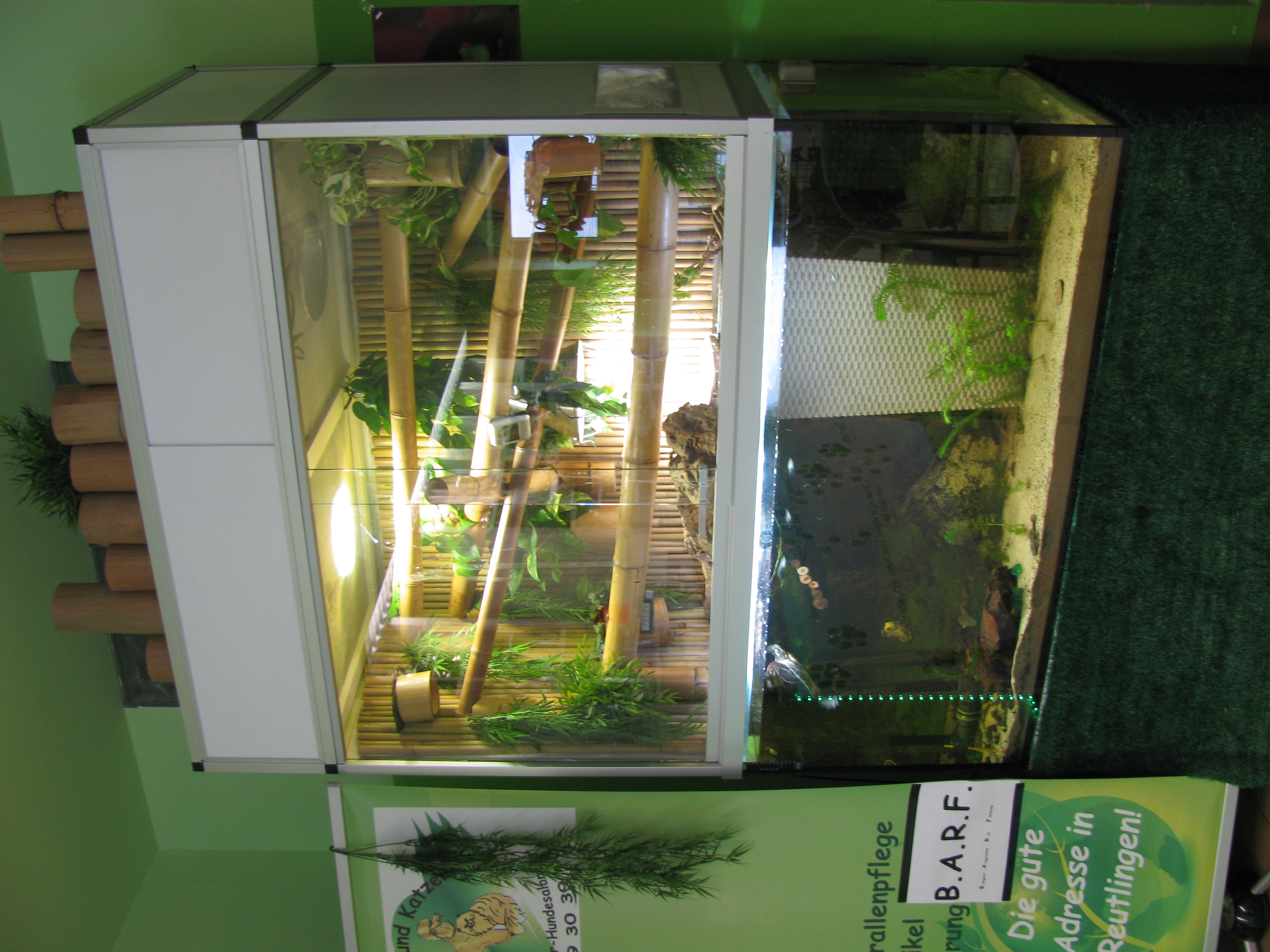 Paludarium   Aquaterrarium - Fische - Reutlingen