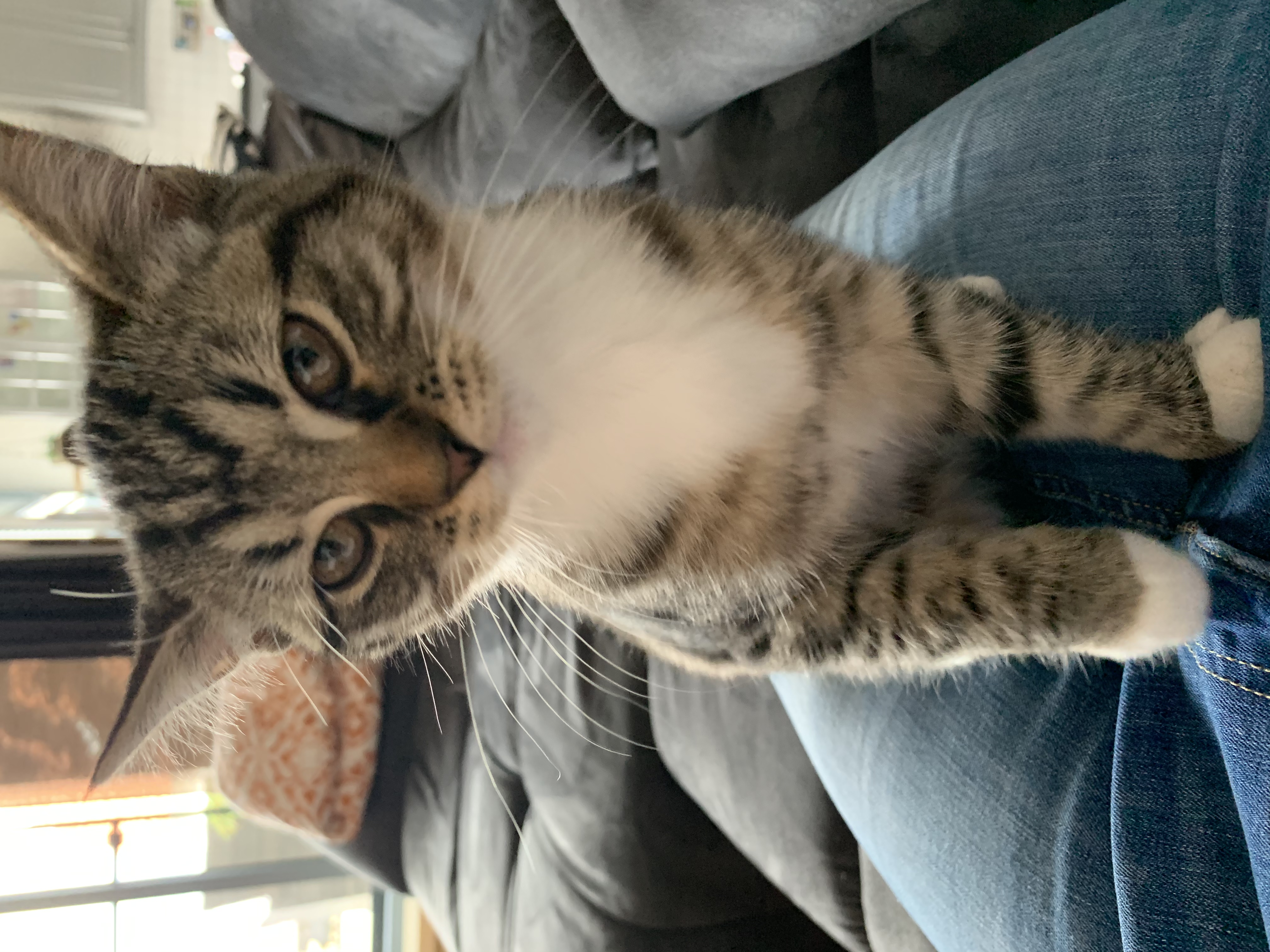 Liebe BKH Katze und Persermix Katze abzugeben - Katzen - Wennigsen Deister