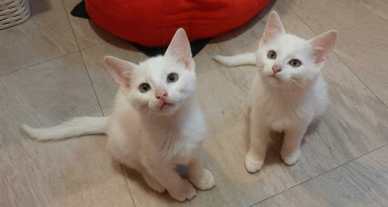 Flugpate von Spanien  Valencia, Alicante oder Madrid  nach Hamburg gesucht für 2 - Flugpaten - Hamburg