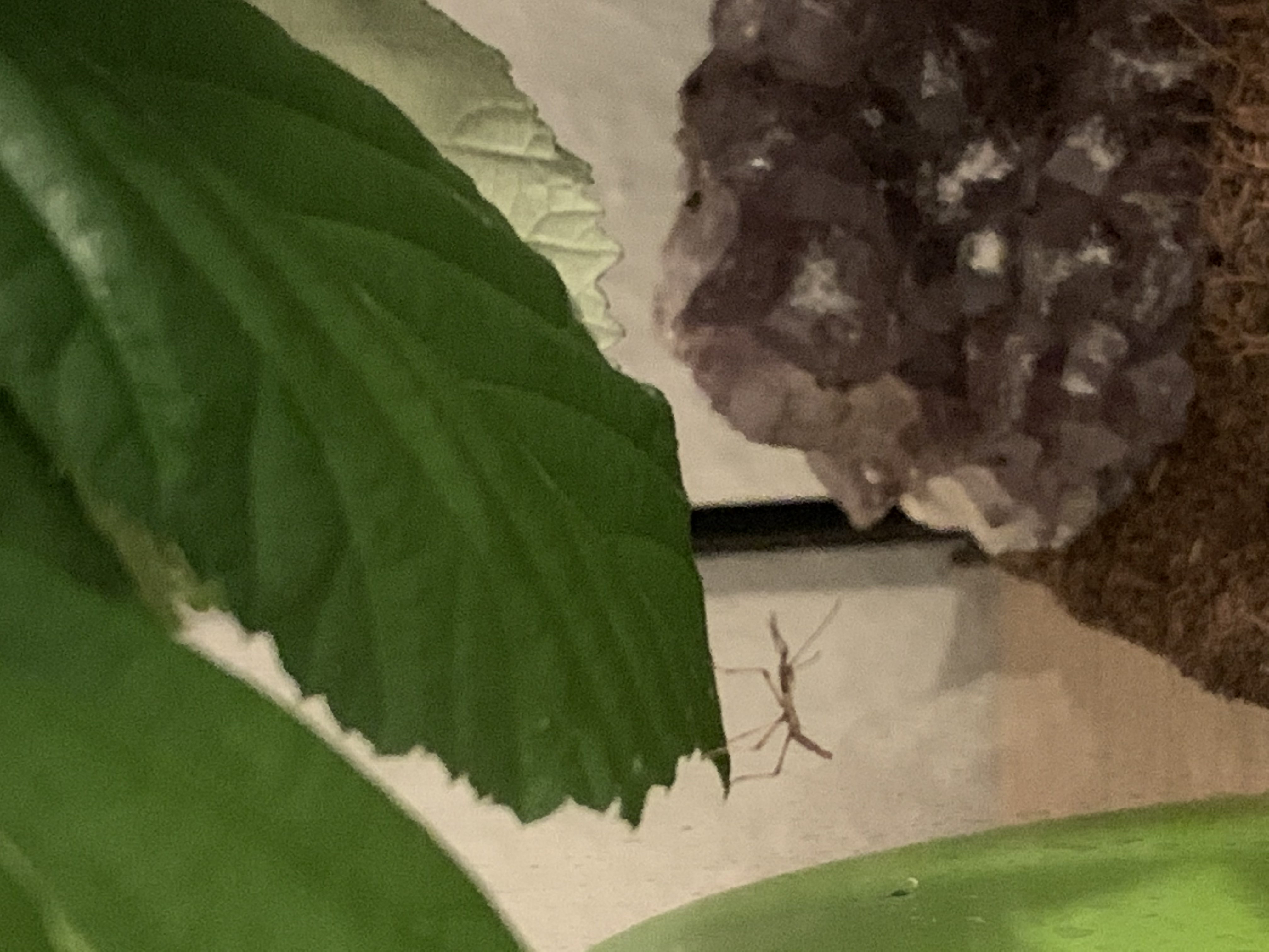 Stabheuschrecken - Insekten - Weissach