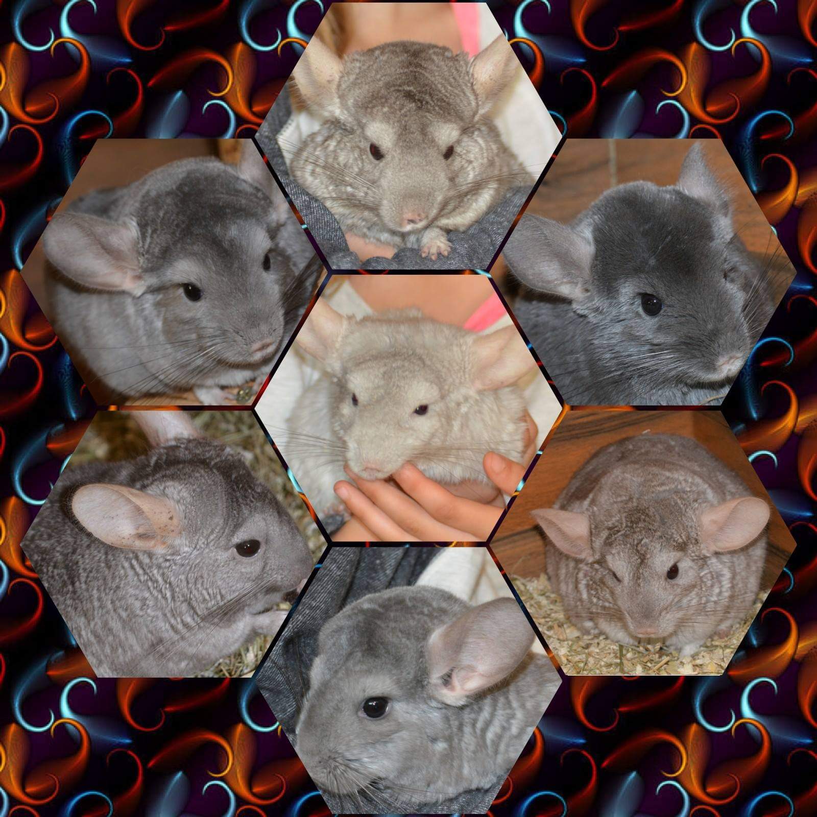 Chinchillajungs suchen neuen Wirkungskreis - Nagetiere - Berlin