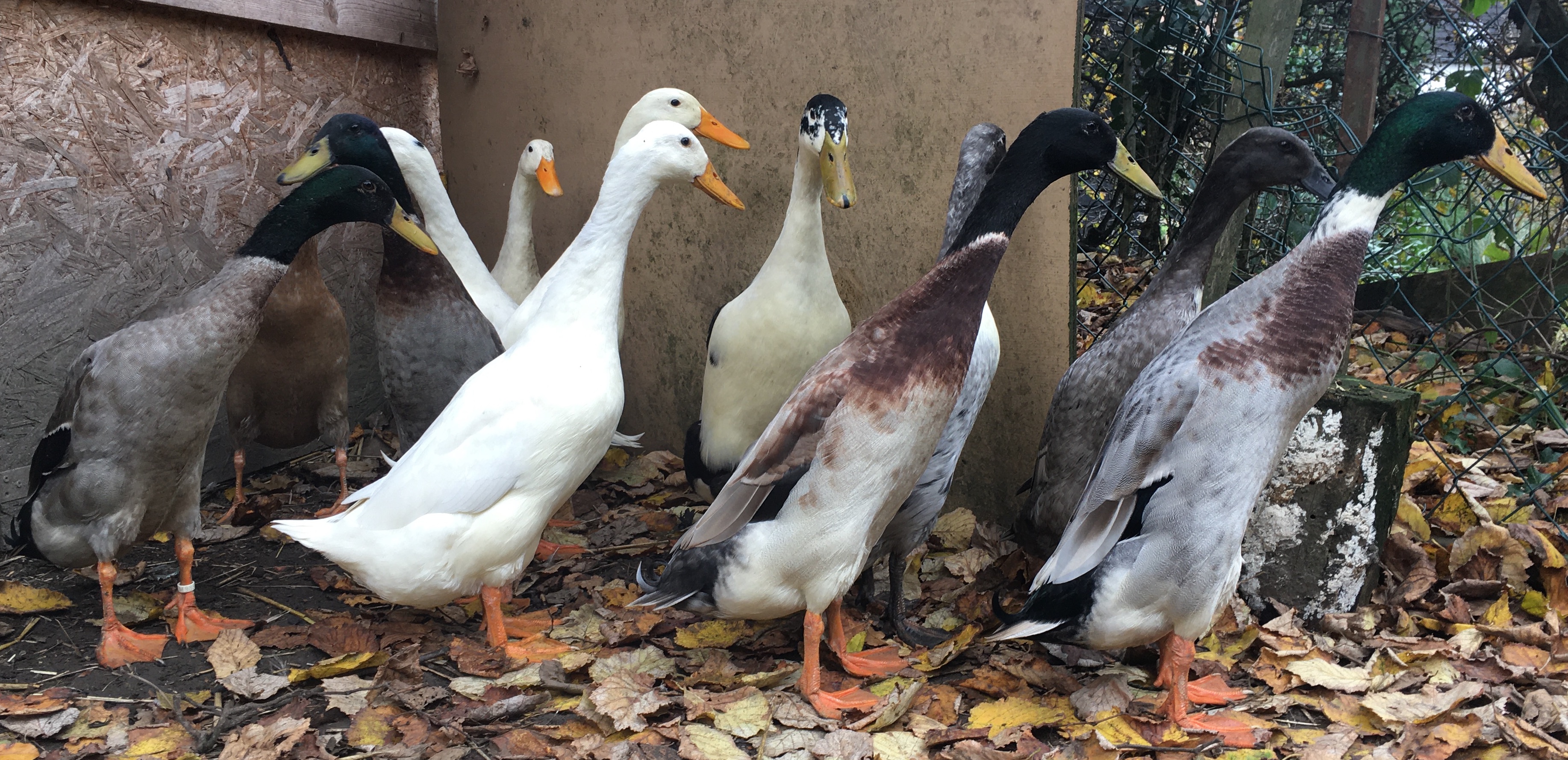 Laufenten Paare abzugeben - gegen Schutzgebühr - Voegel - Solingen