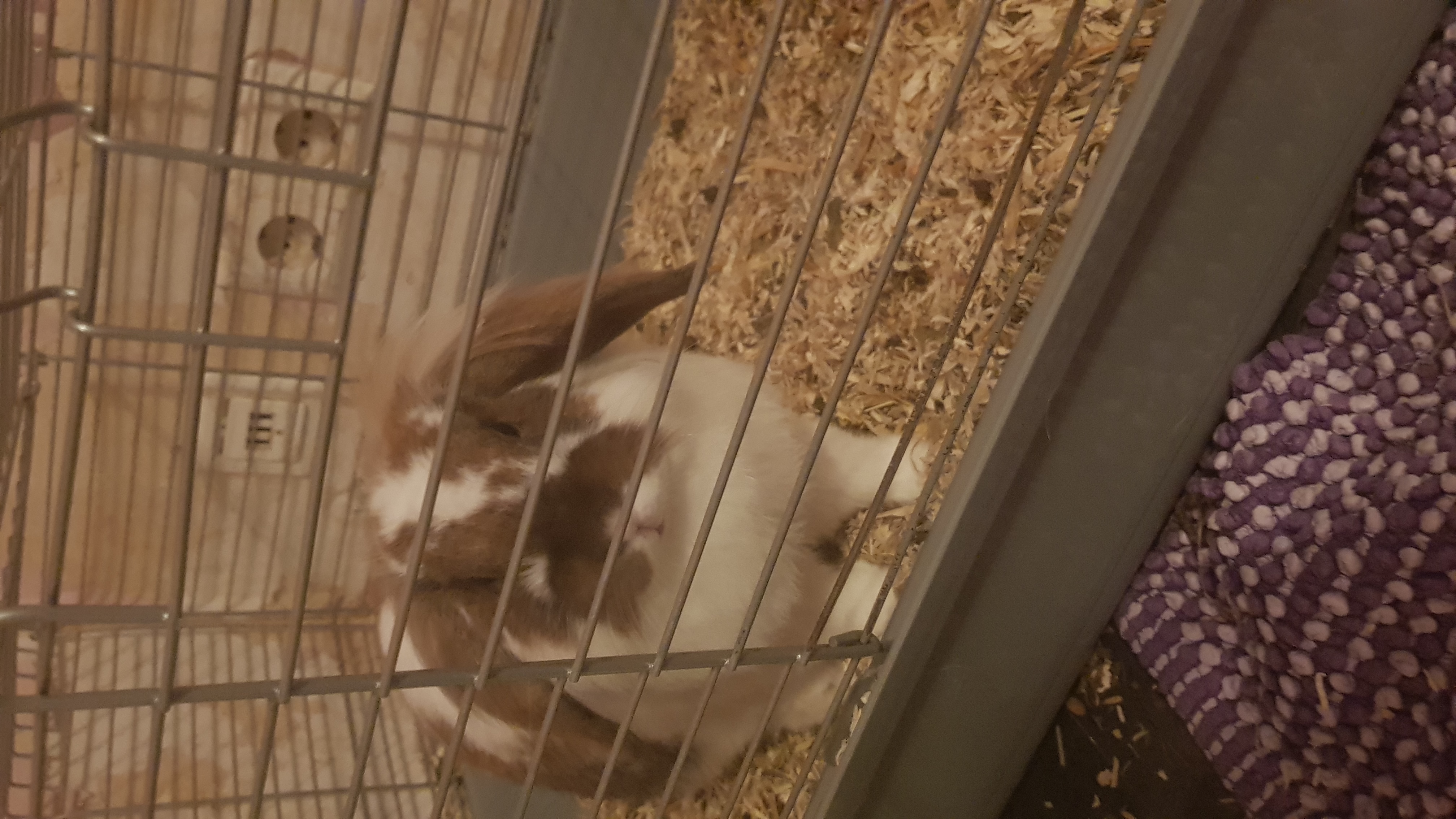 Hasenfamilie - Nagetiere - Lünen