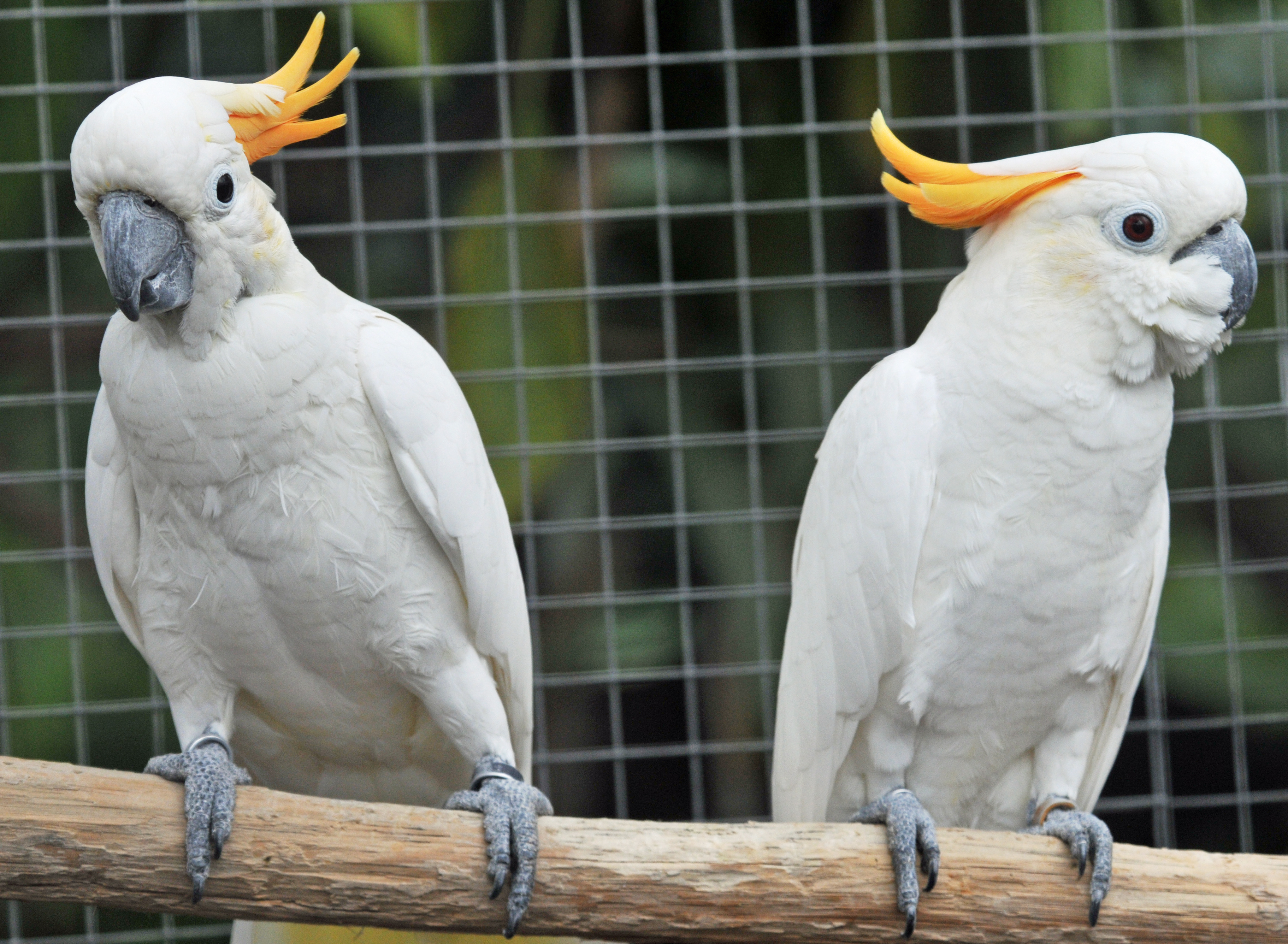 Suche Orangehaubenkakadus Orangehauben Kakadu - Voegel - Heilbad Heiligenstadt