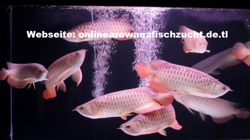 Qualität Arowana Fisch - Fische - Berlin