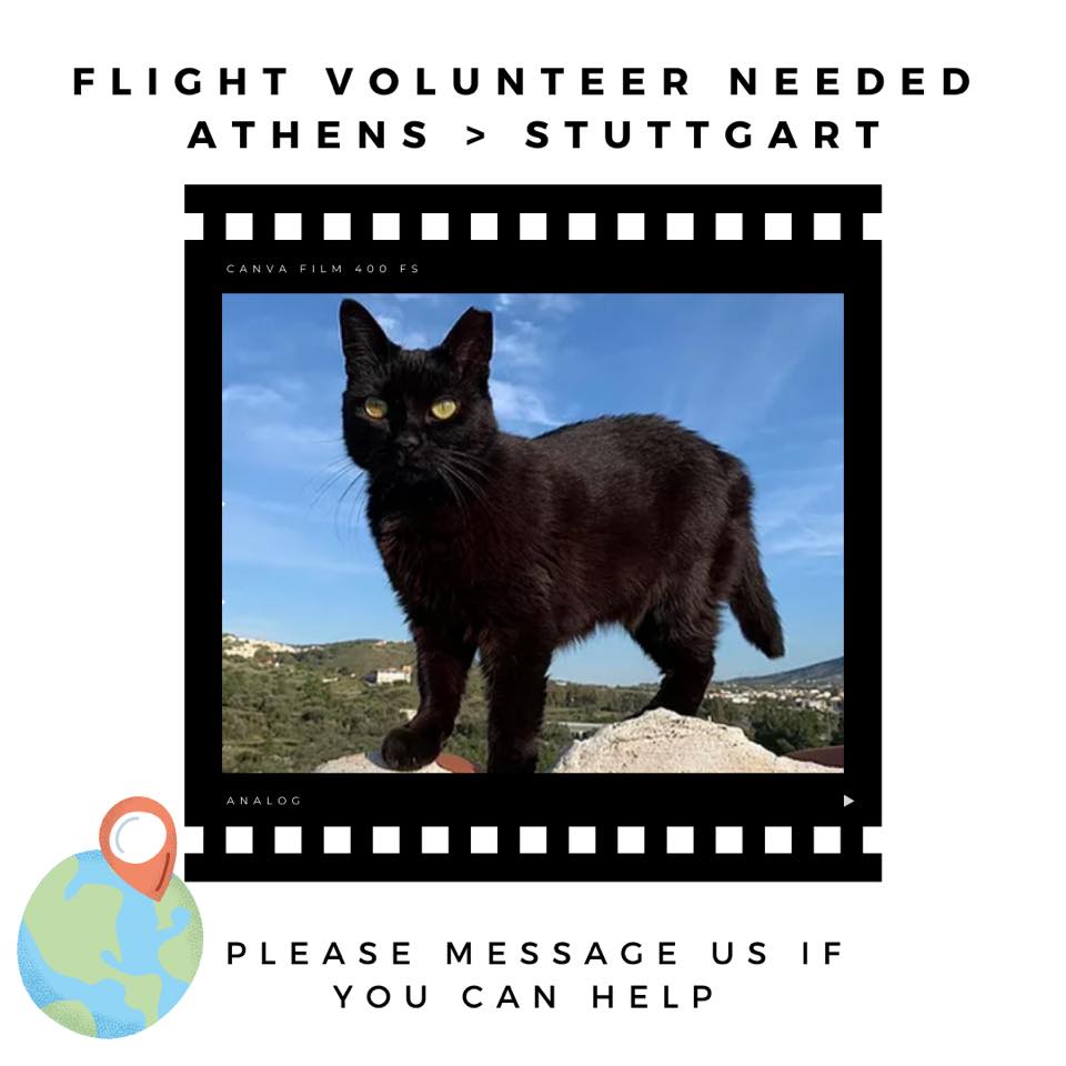 Flugpate für Katze ATHEN-STUTTGART - Flugpaten - Stuttgart