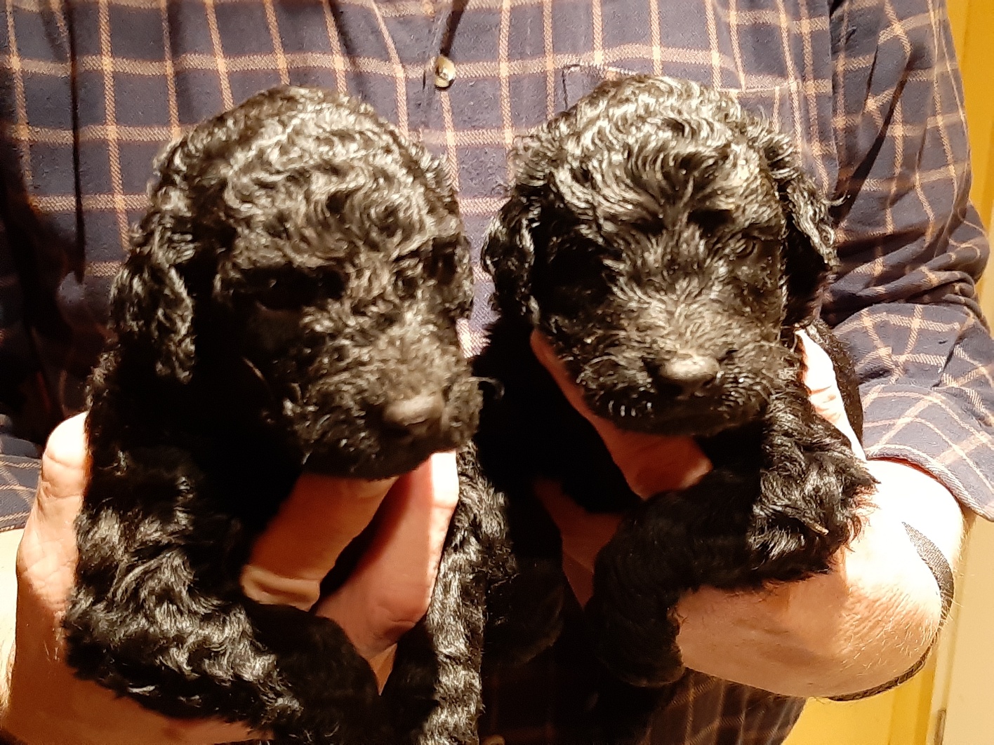 Labradoodle-Welpen - Hunde - Selm