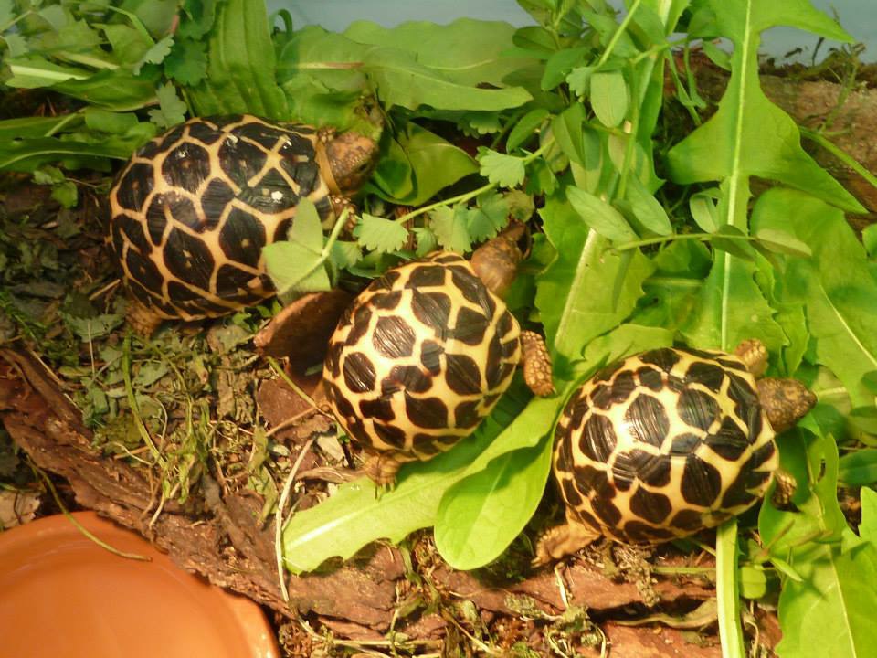 Sternschildkröte - Reptilien - Altenzaun