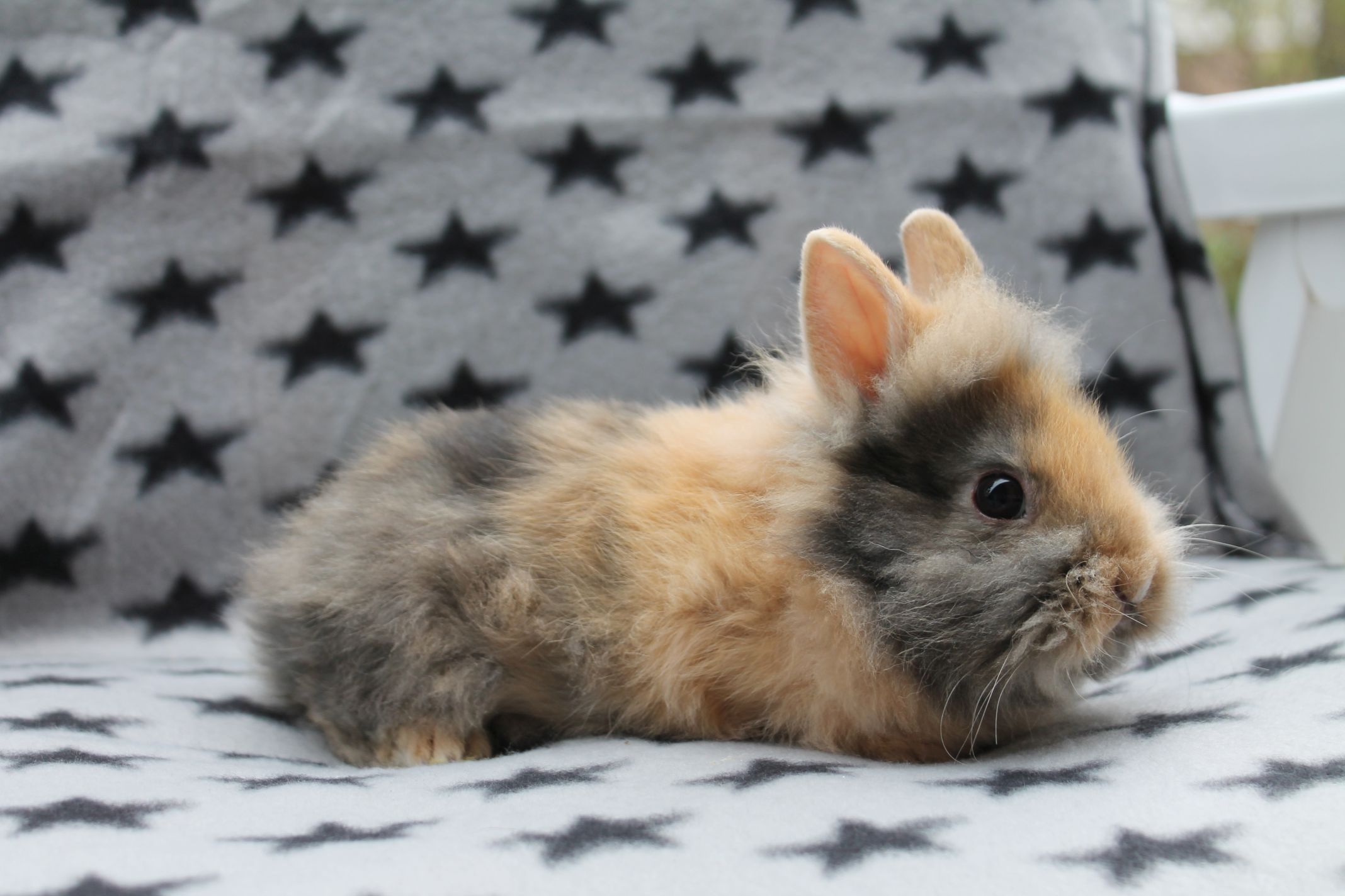 Babykaninchen Löwenköpfchen reinrassig voll geimpft - Nagetiere - Alsbach Hähnlein