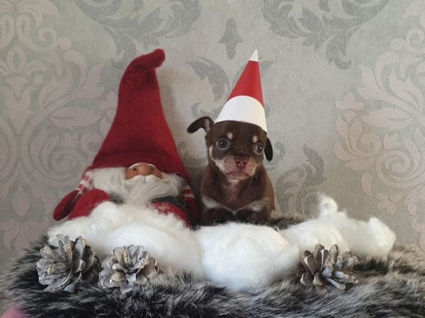 Süße Chihuahuawelpen suchen Zuhause. - Hunde - Berlin