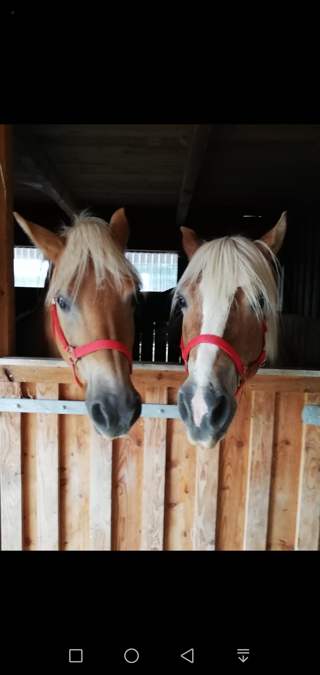 Biete Reitbeteiligung auf 2 Haflinger - Pferde - Haag in Oberbayern