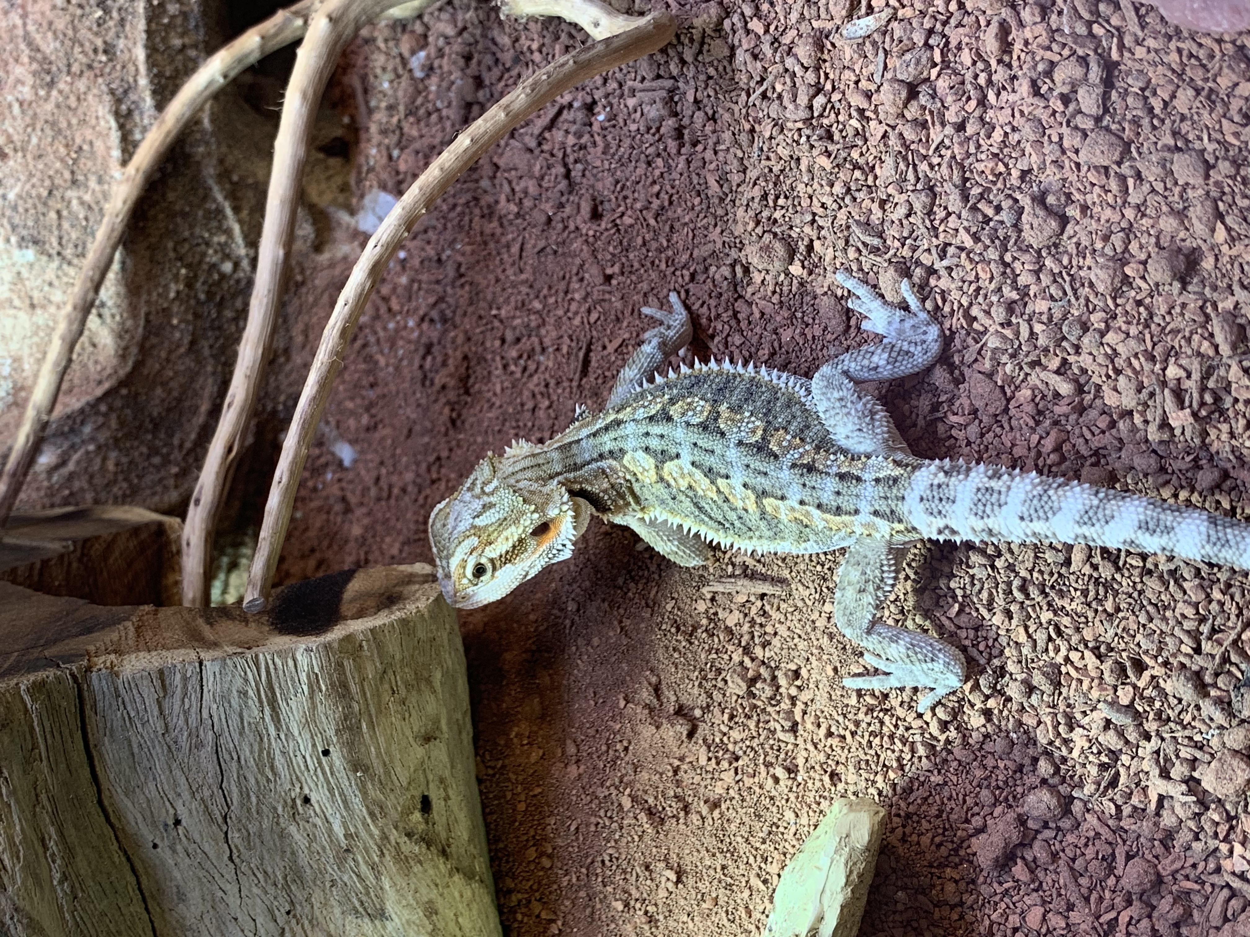 Bartagame mit Terrarium - Reptilien - Gaggenau