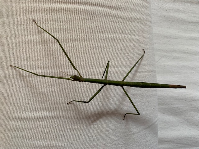 Stabheuschrecken zu verschenken - Insekten - Kassel